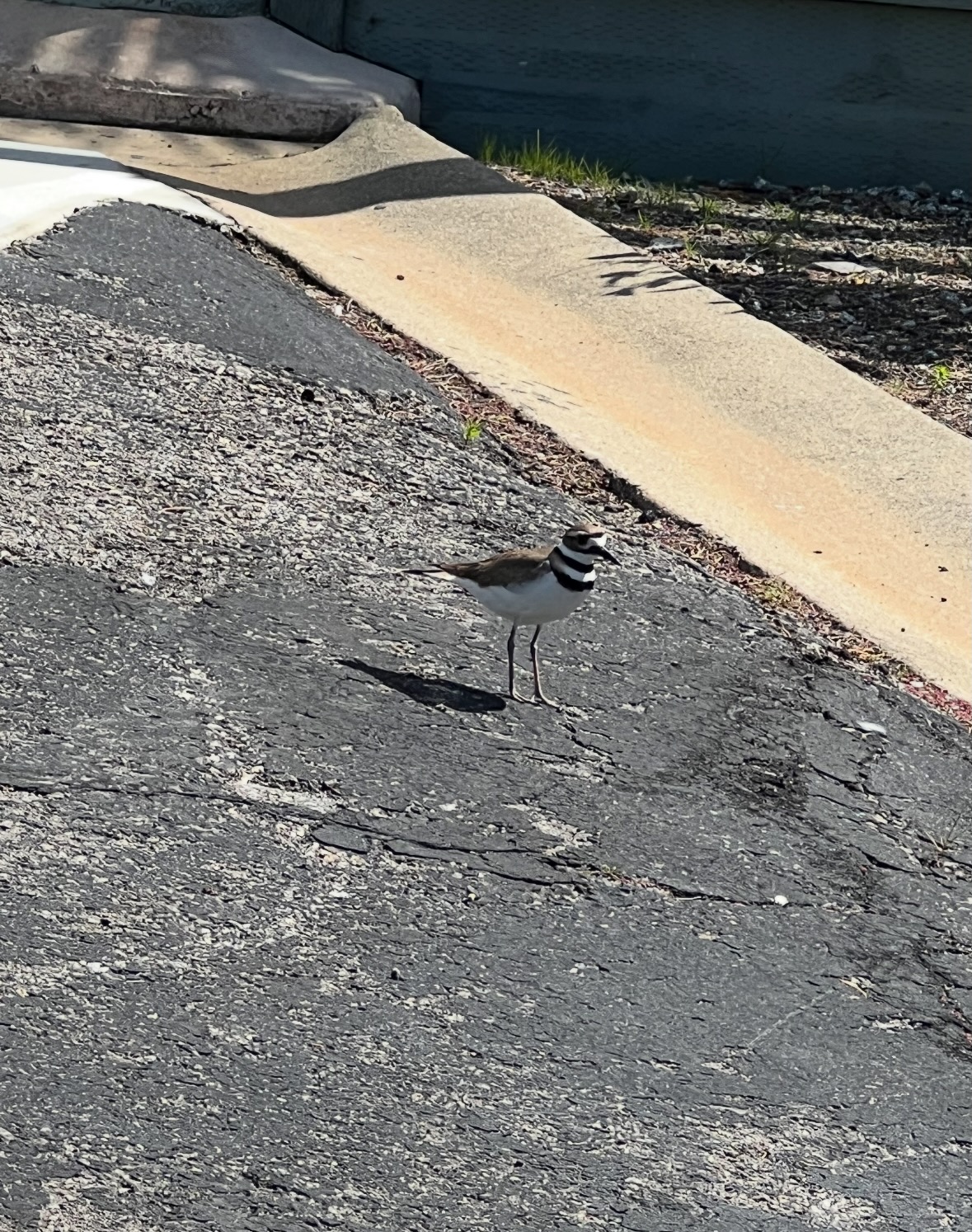 killdeer