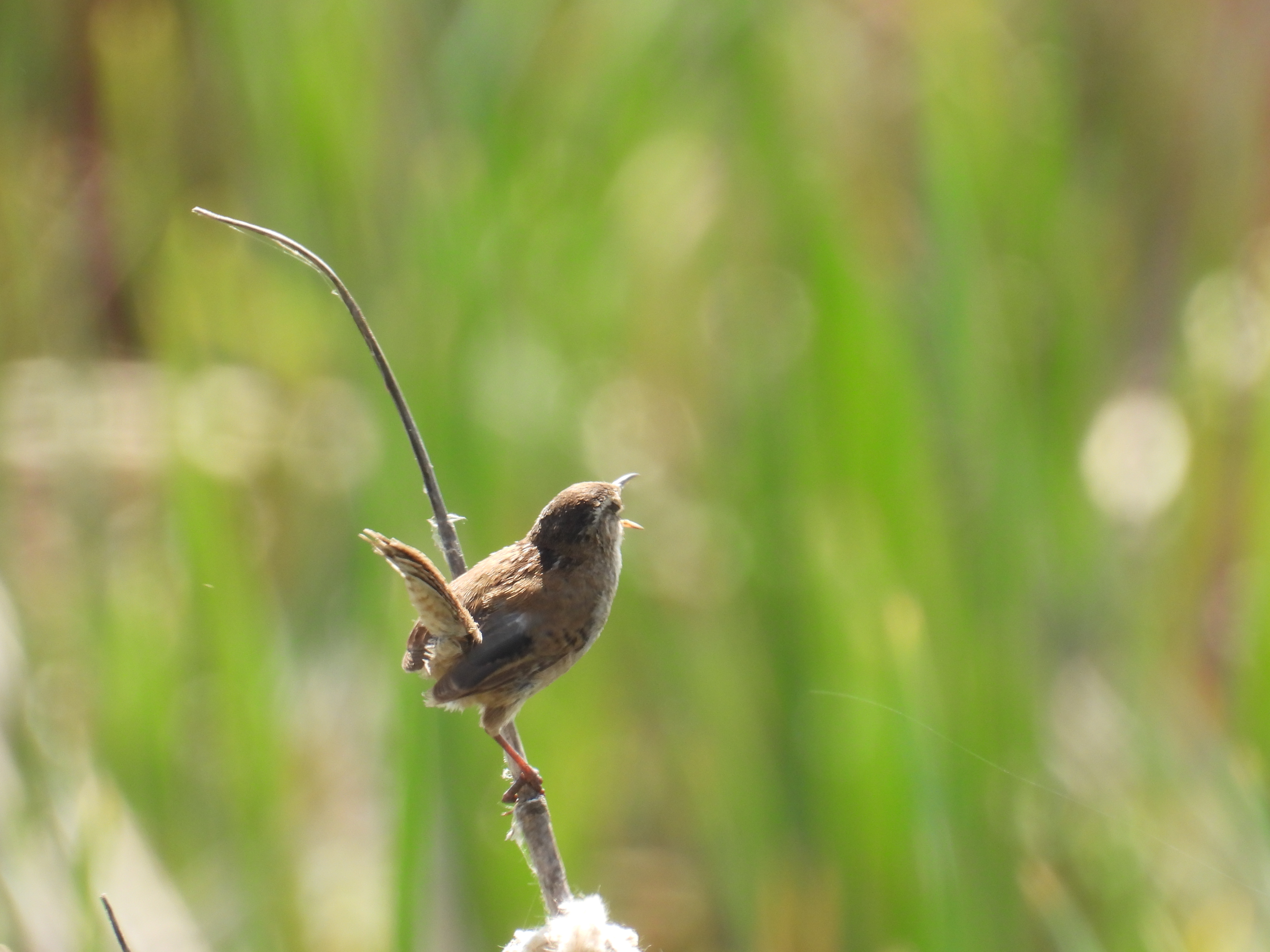 marsh wren