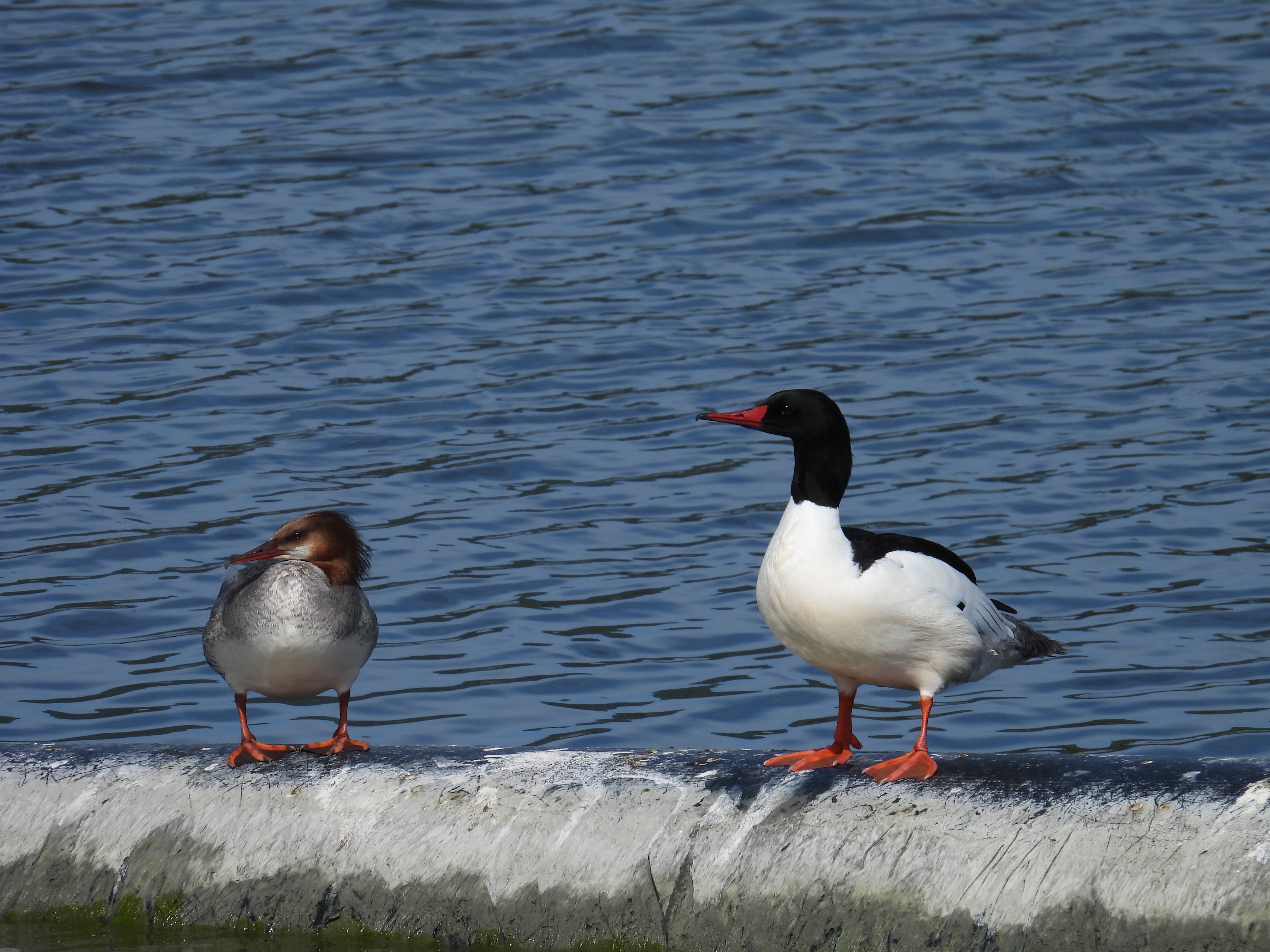 common mergansers