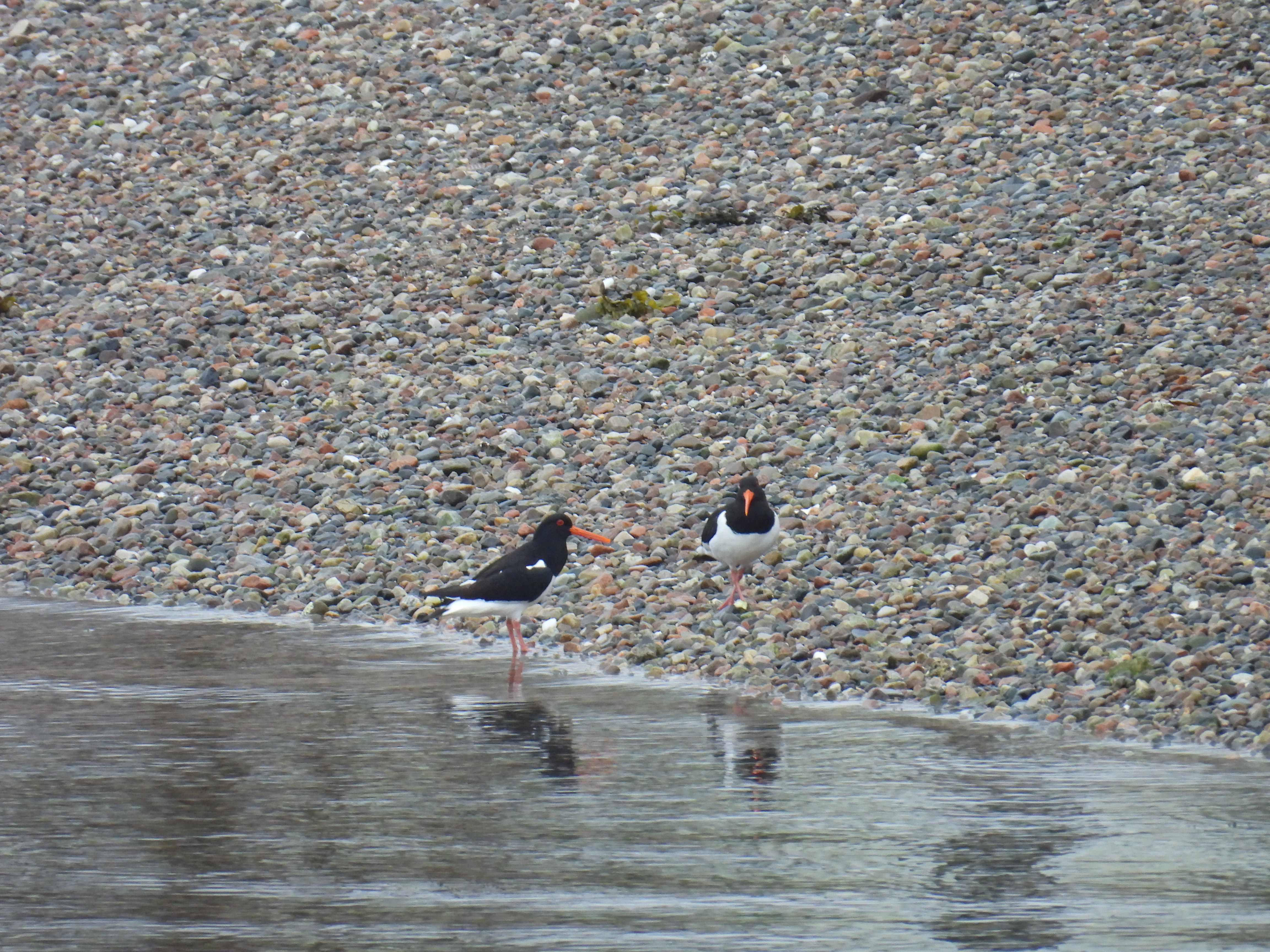 oystercatcher