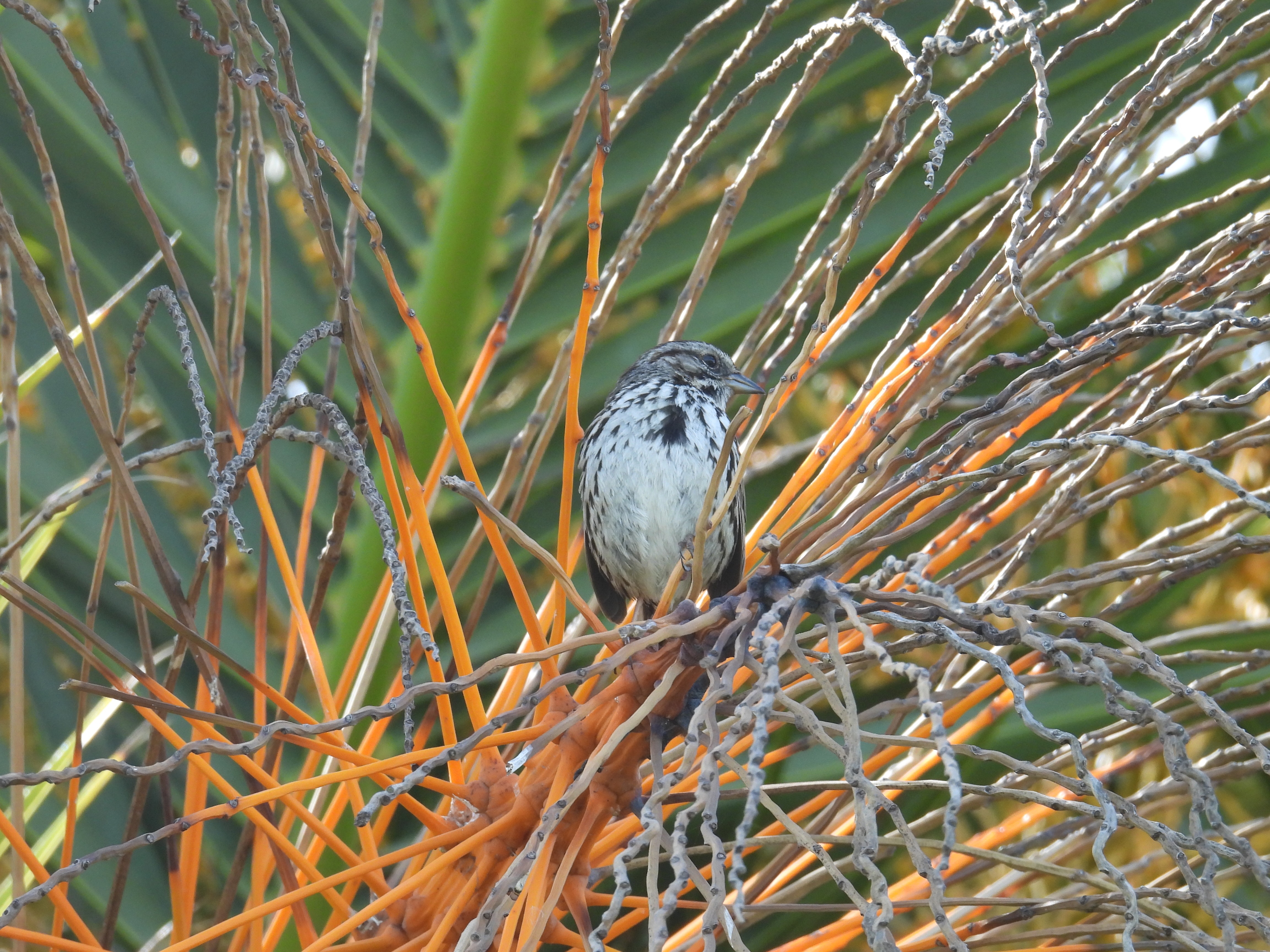 male red red-winged blackbird
