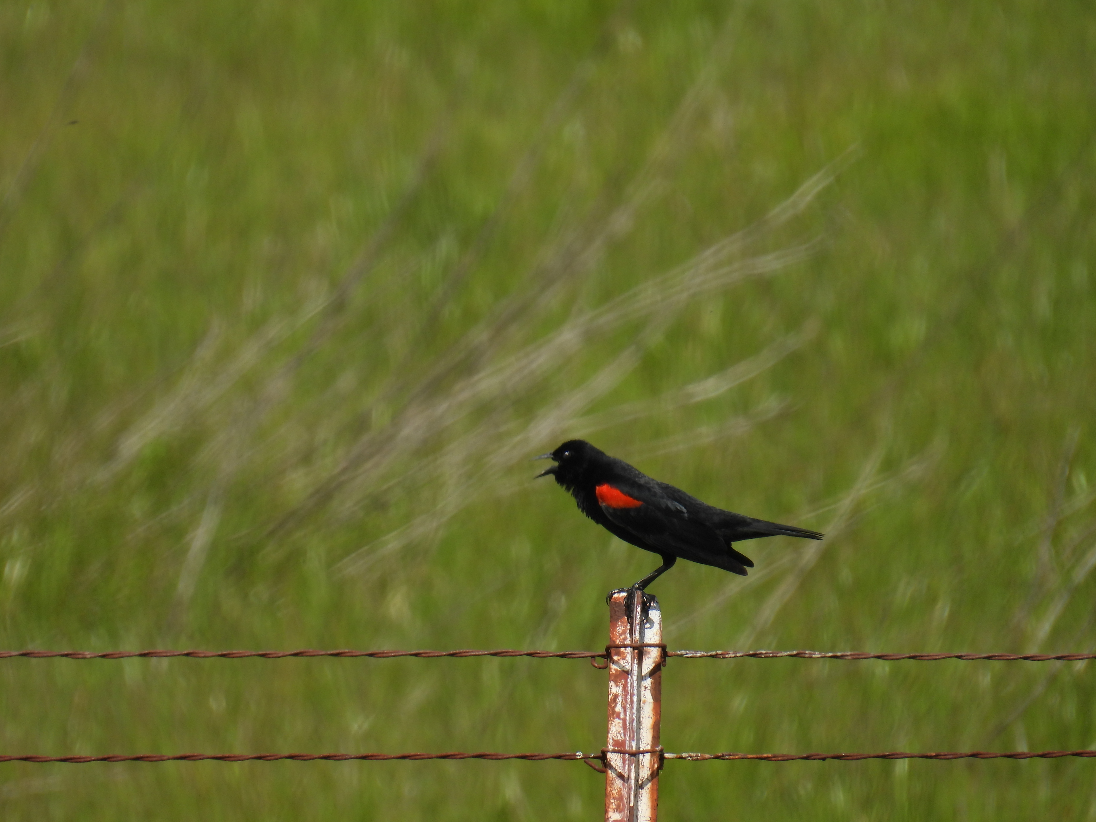 male red red-winged blackbird