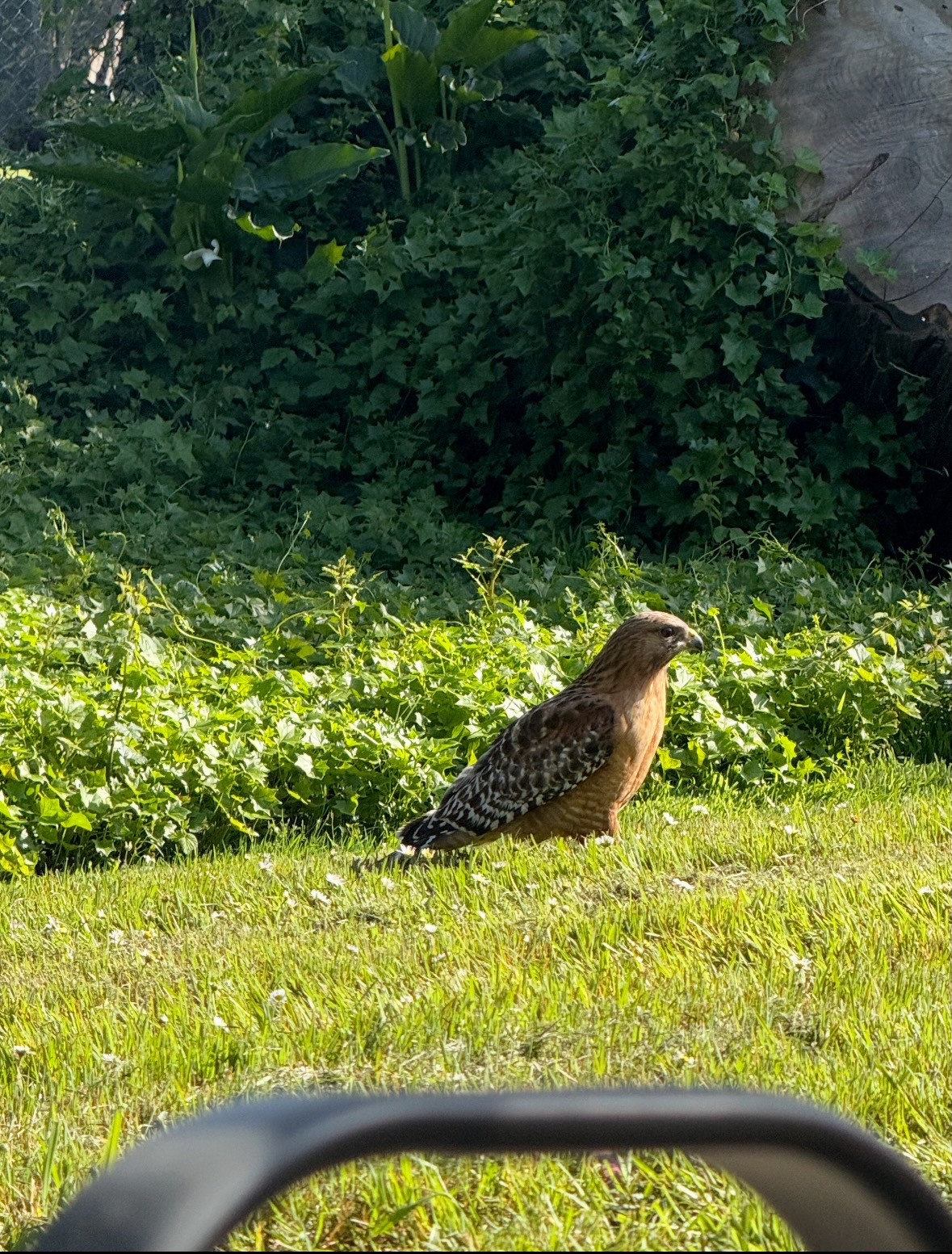 red-shouldered hawk