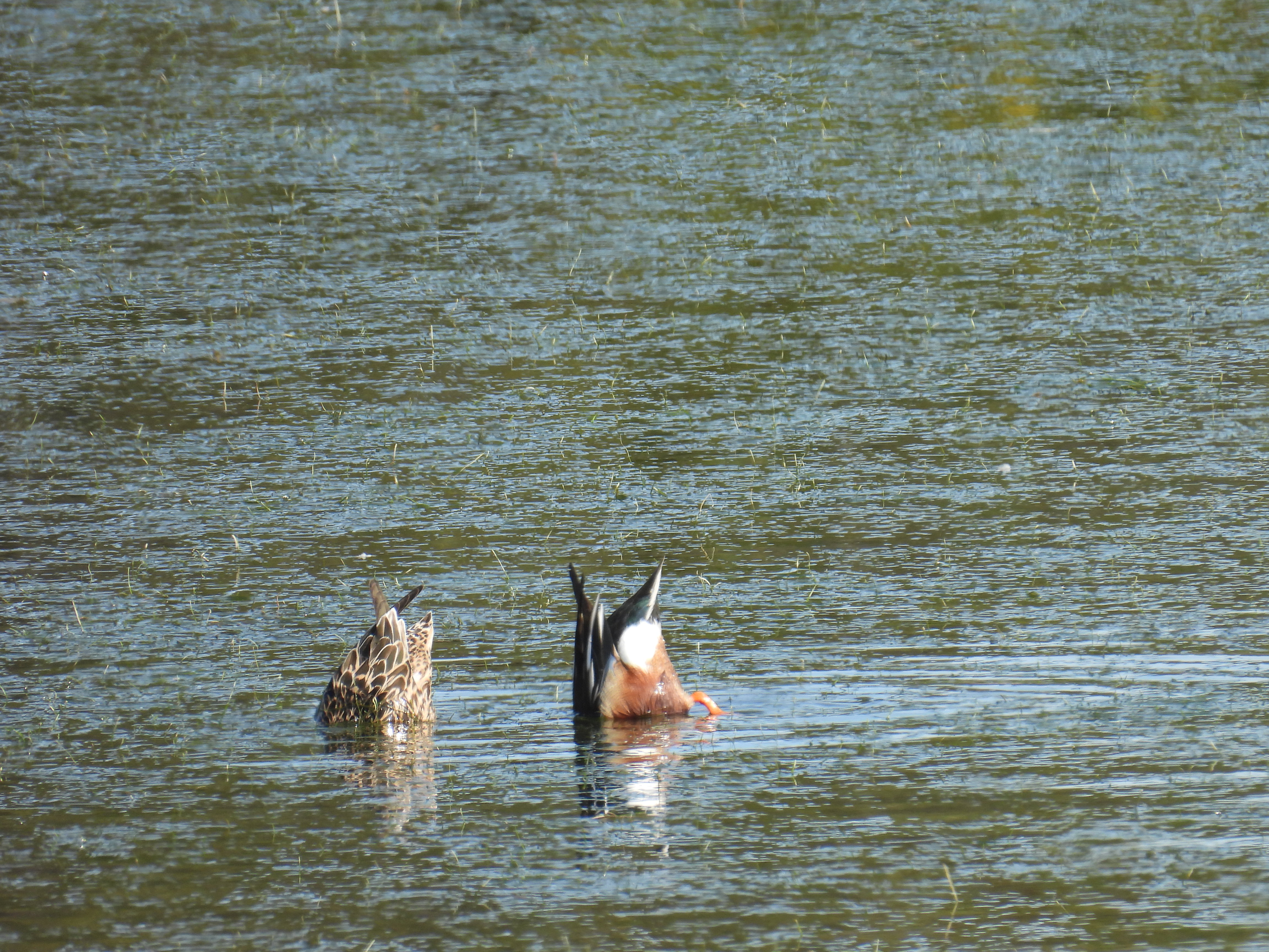 northern shoveler