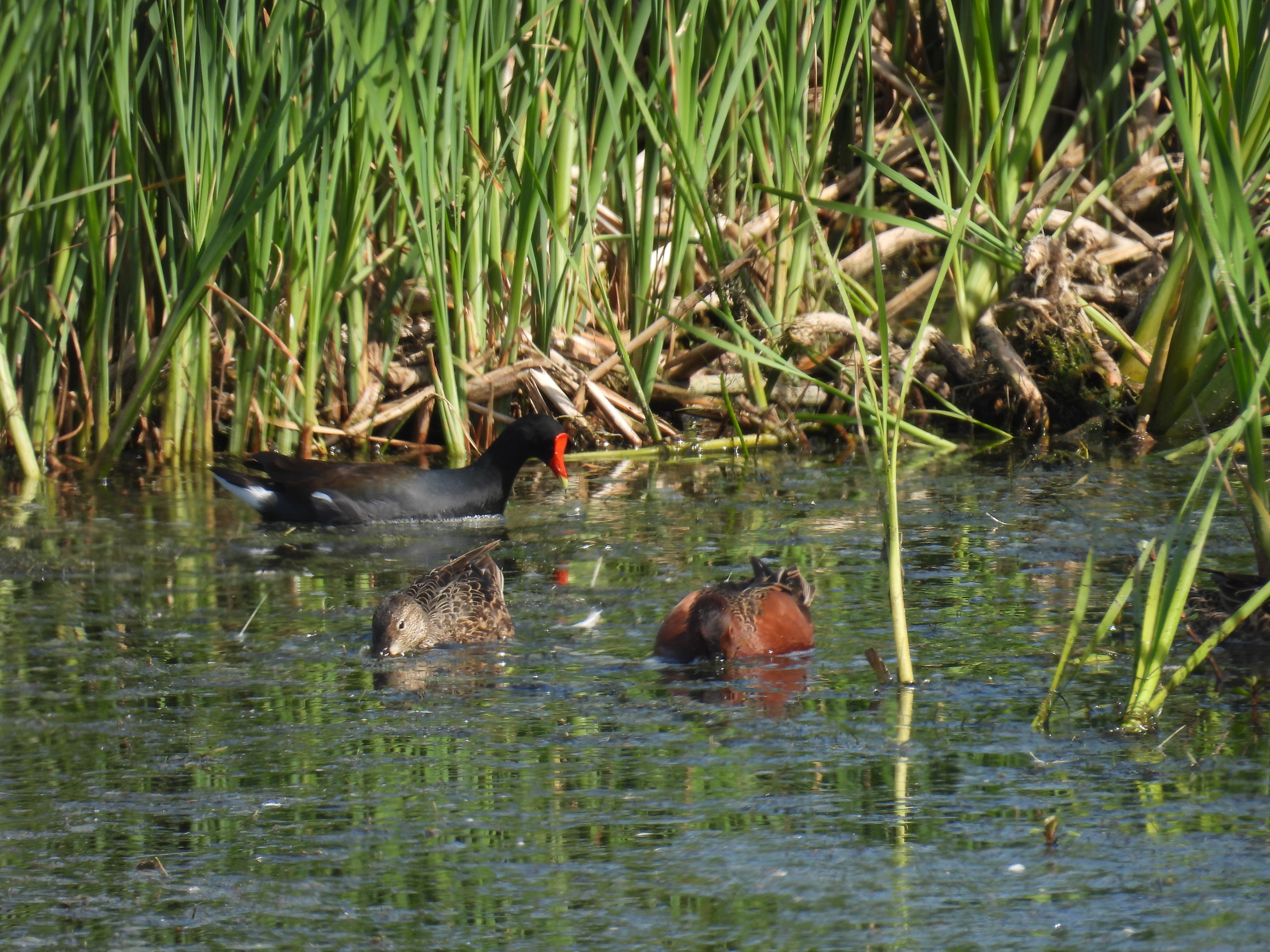 cinnamon teals (Spatula cyanoptera) and a common gallinule (Gallinula galeata)
