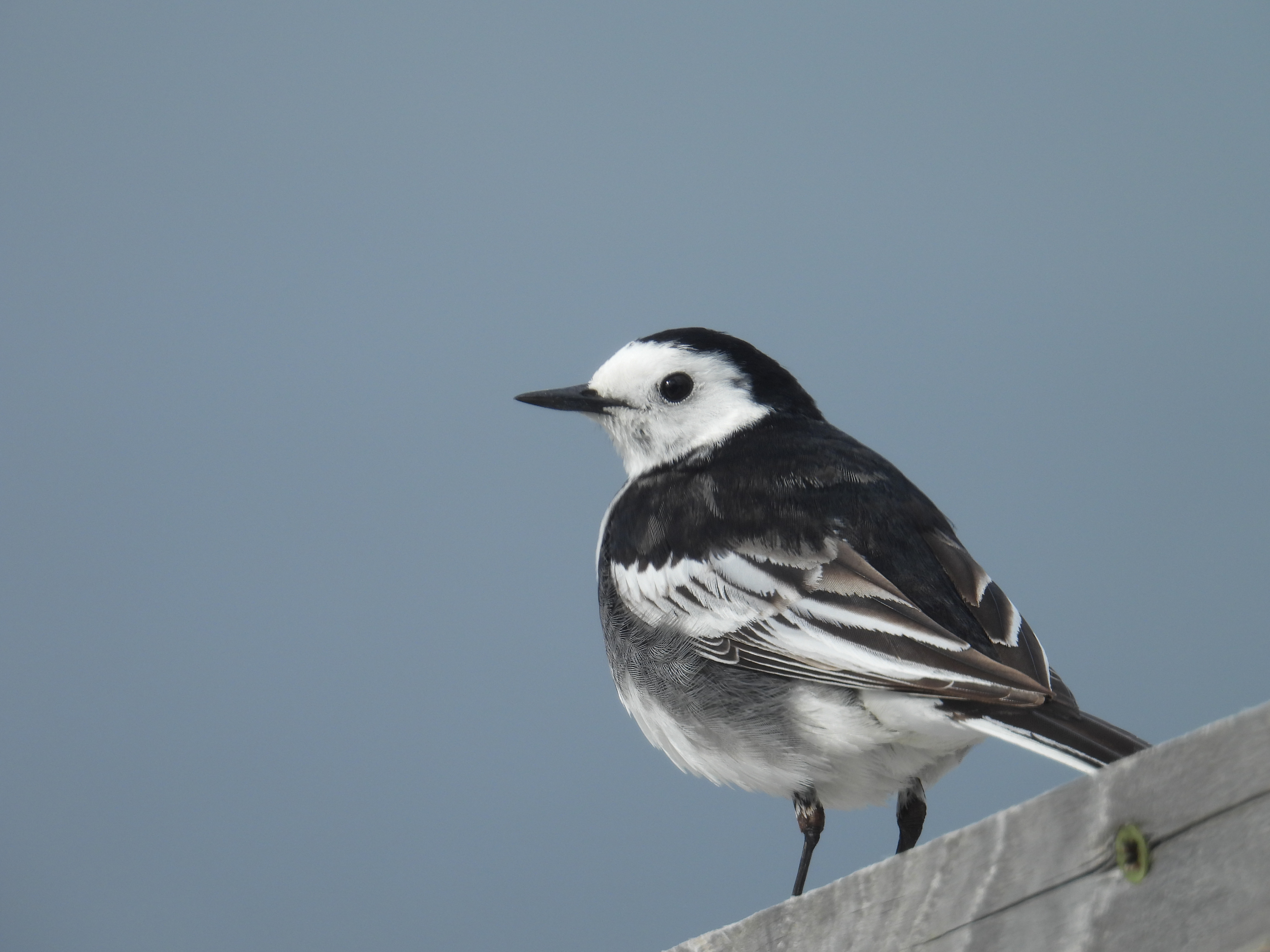 wagtail