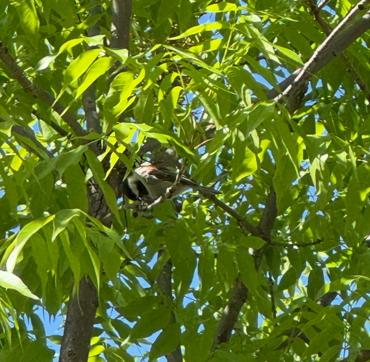 chestnut-backed chickadee