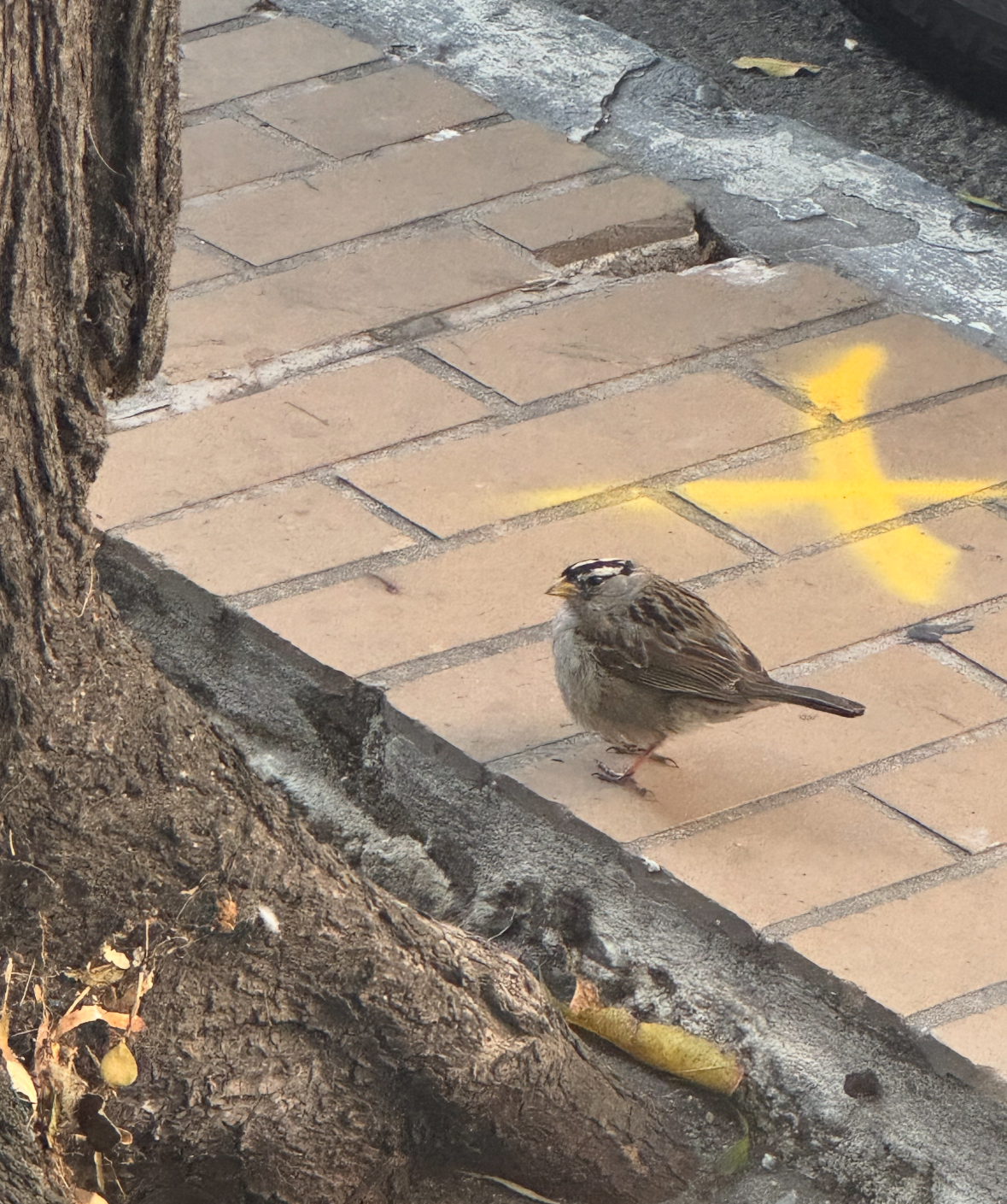 white-crowned sparrow