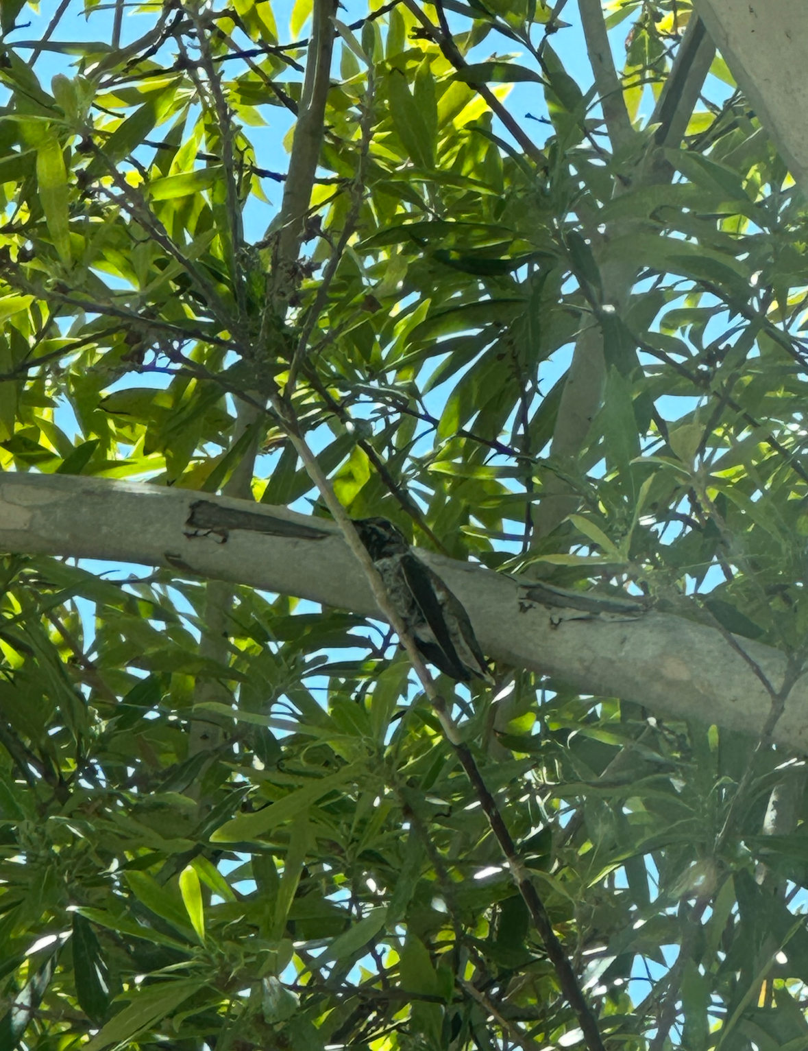 anna's hummingbird fledgeling