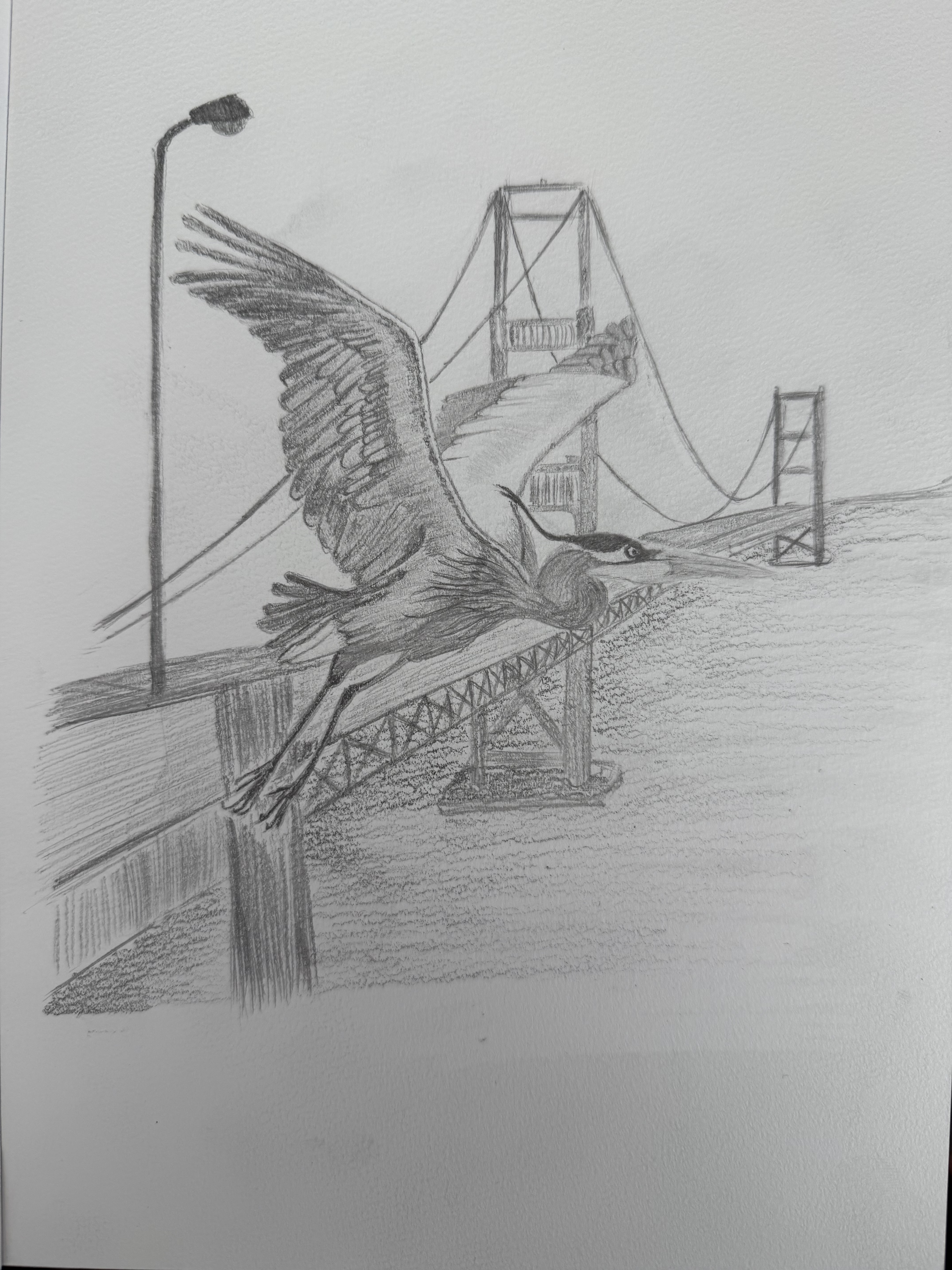 heron drawing