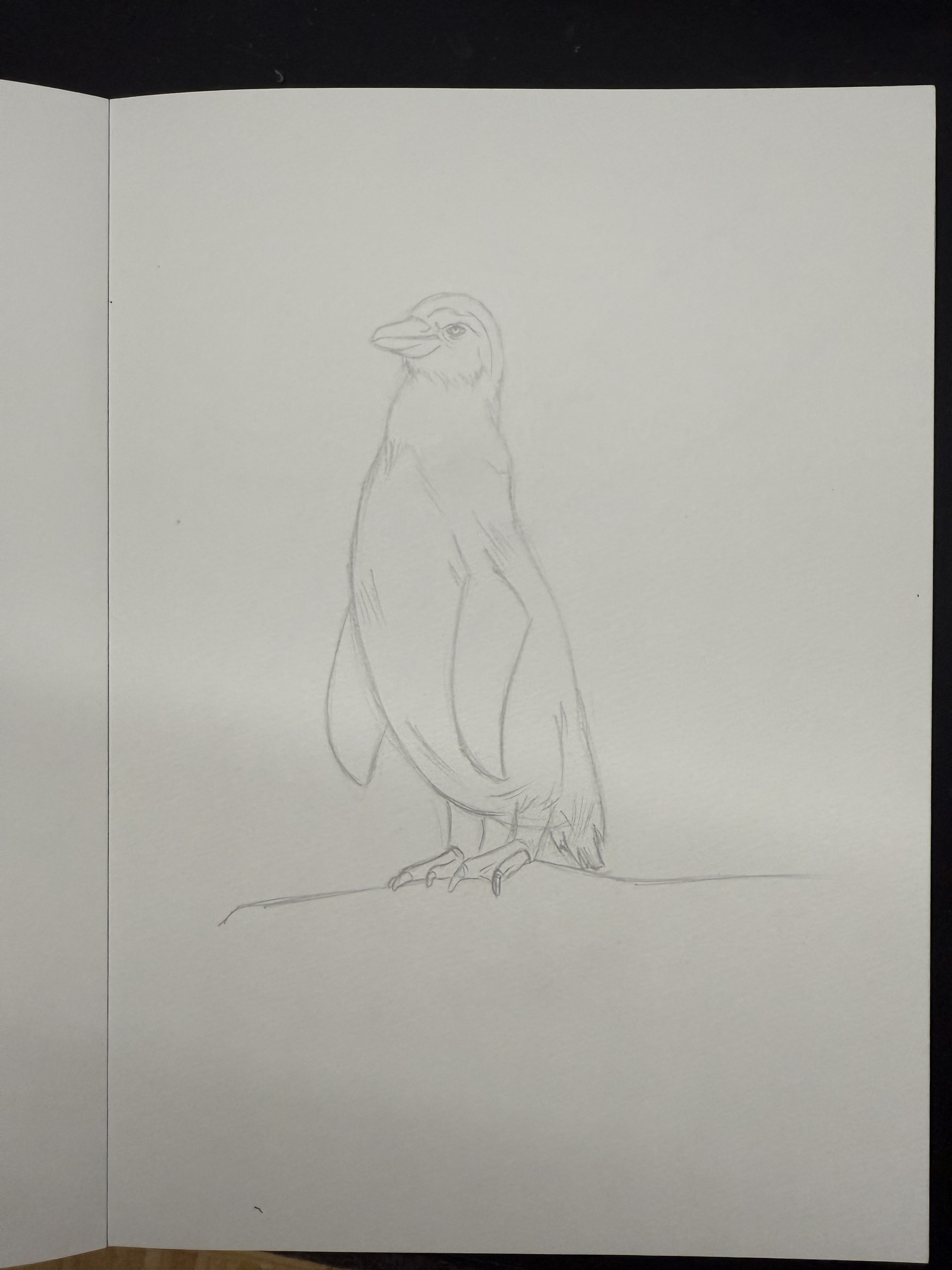penguin drawing