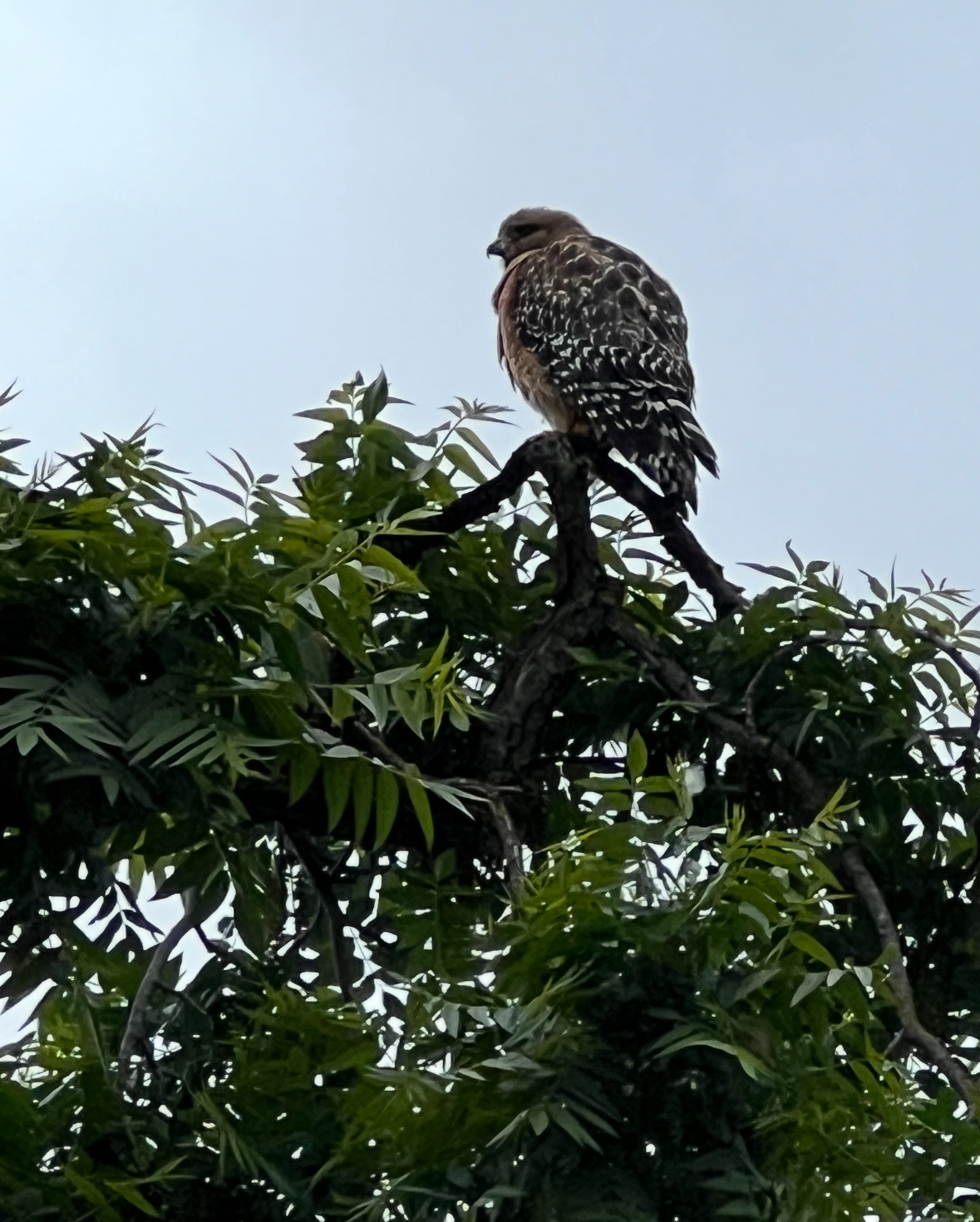 red-shouldered hawk