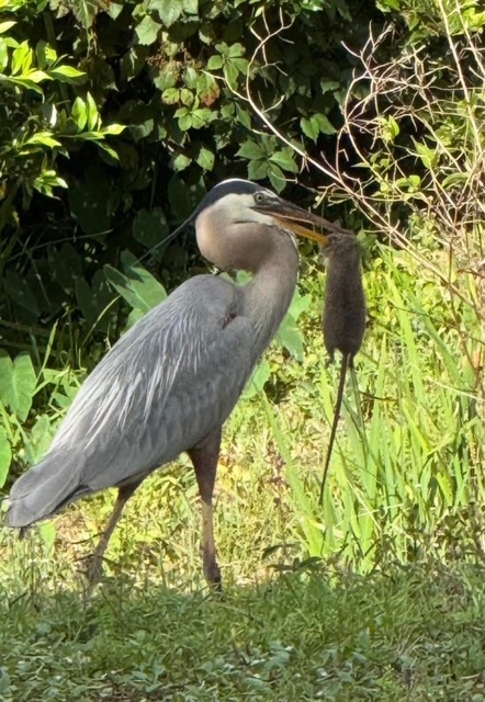 great blue heron