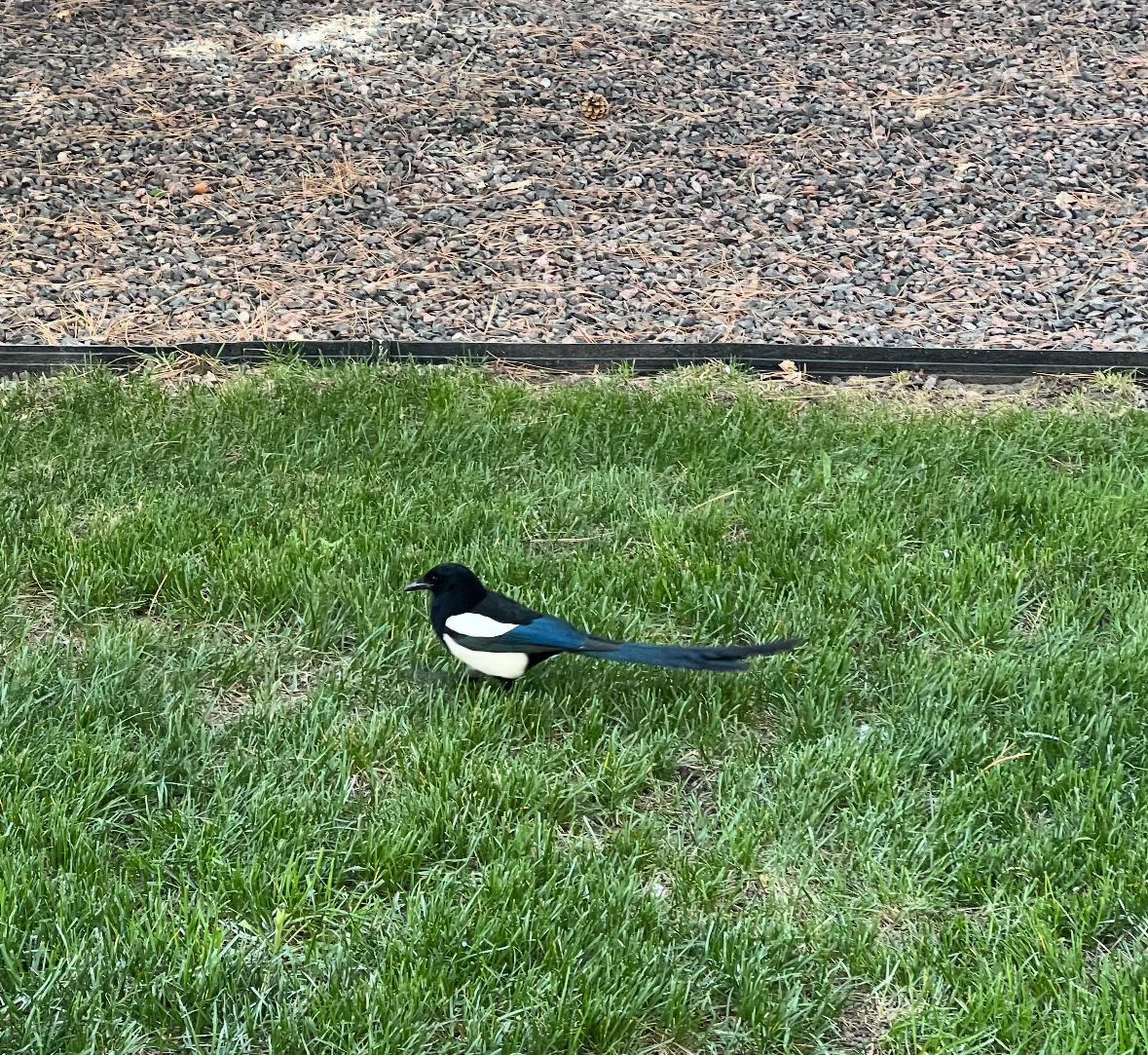 magpie