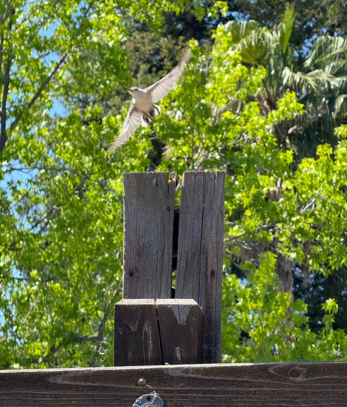 white breasted nuthatch