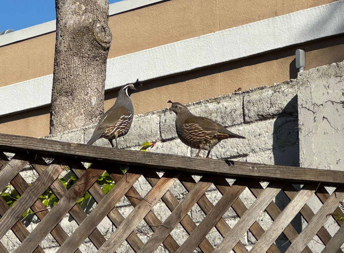 california quail