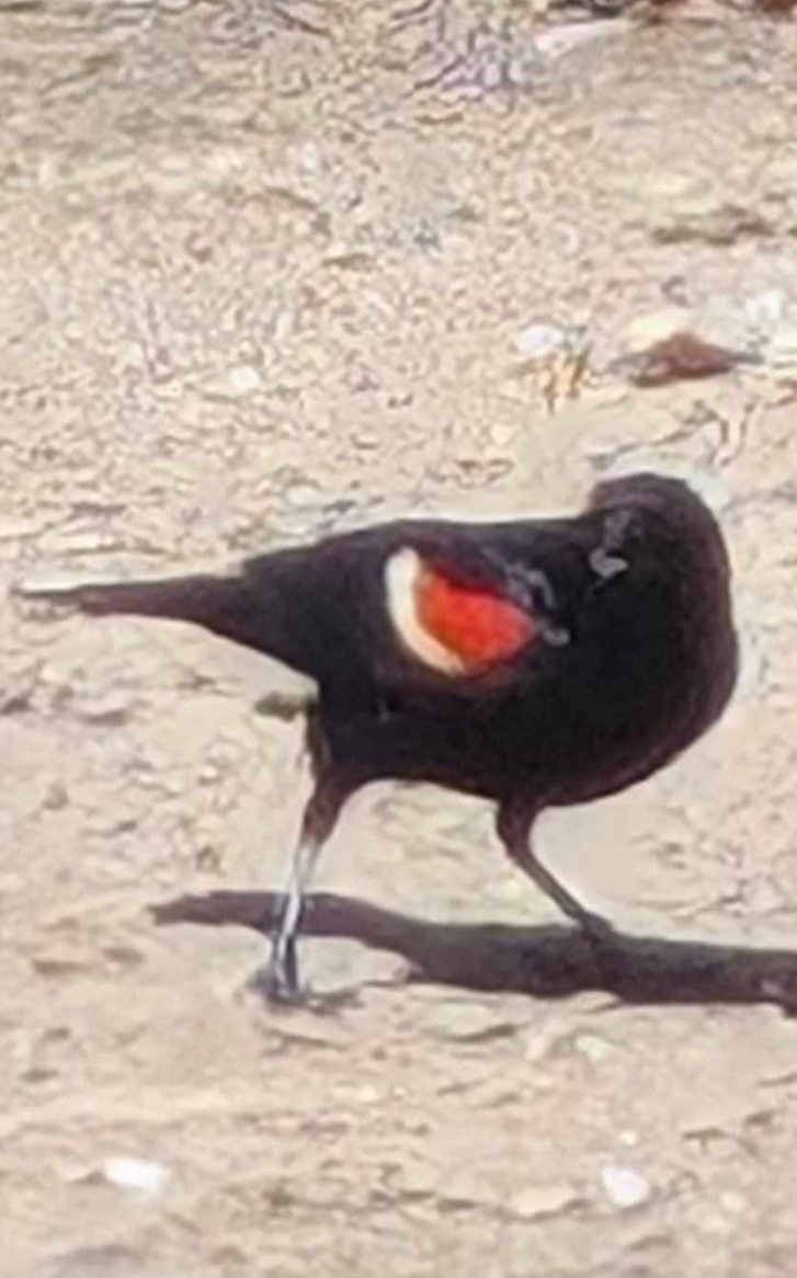 red-winged blackbird