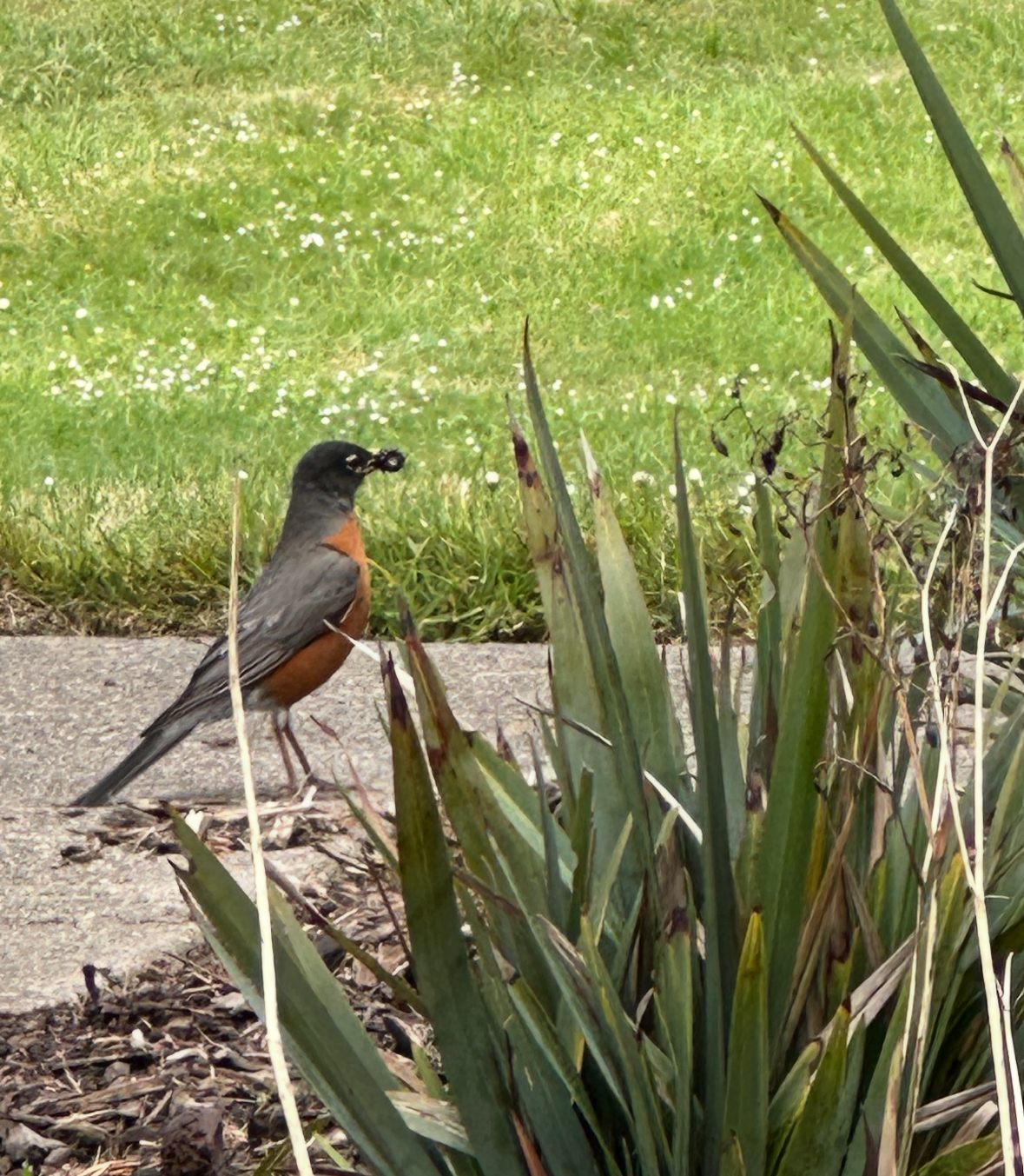 american robin