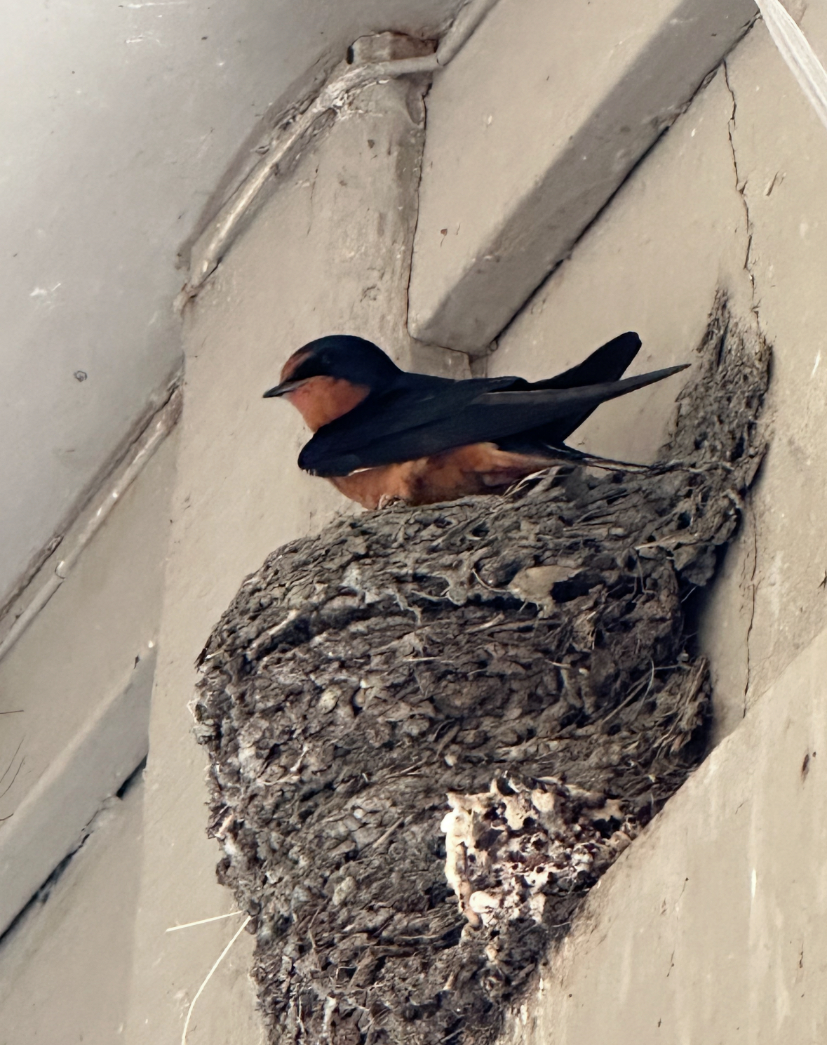 barn swallow