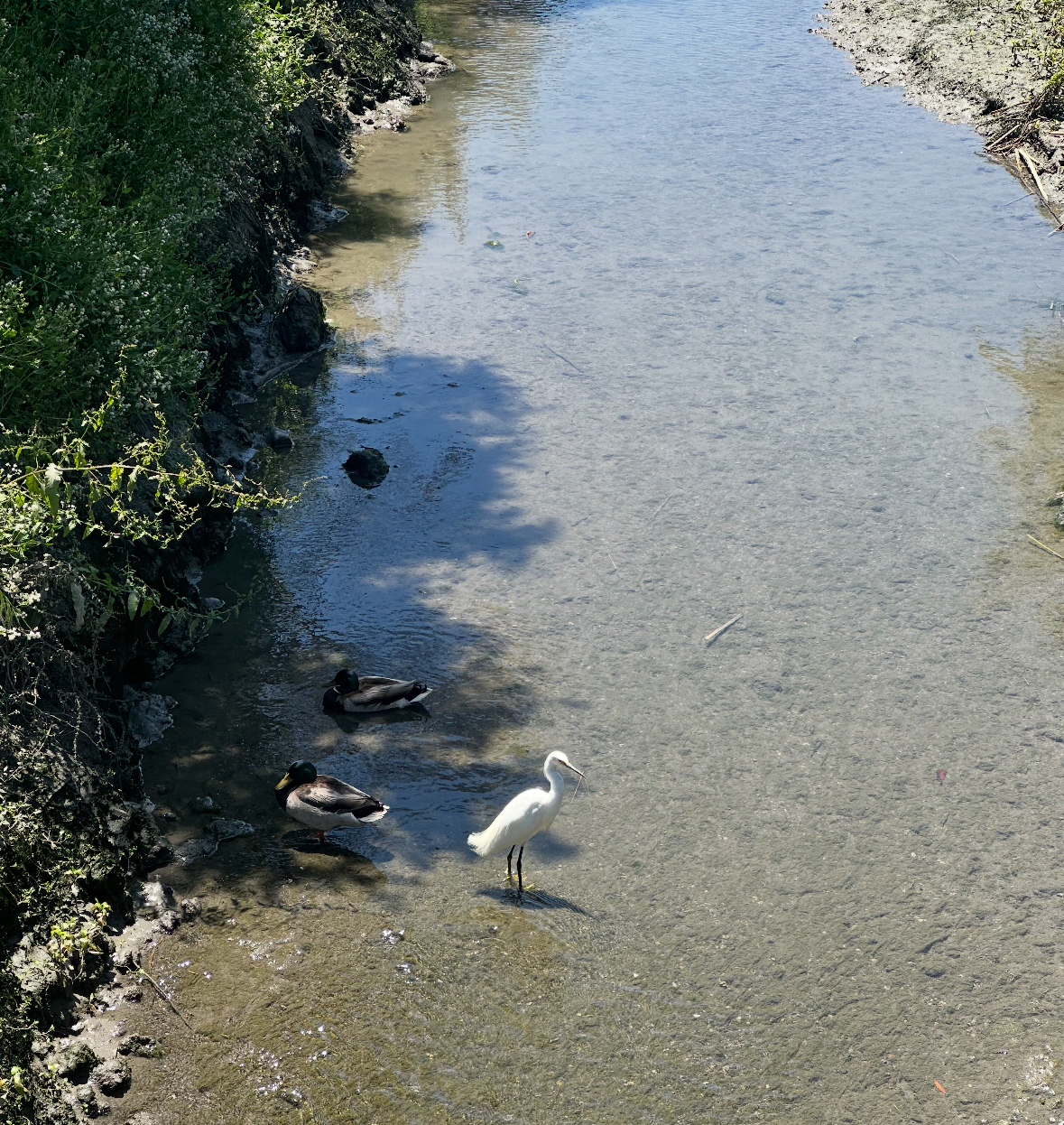 snowy egret and mallards