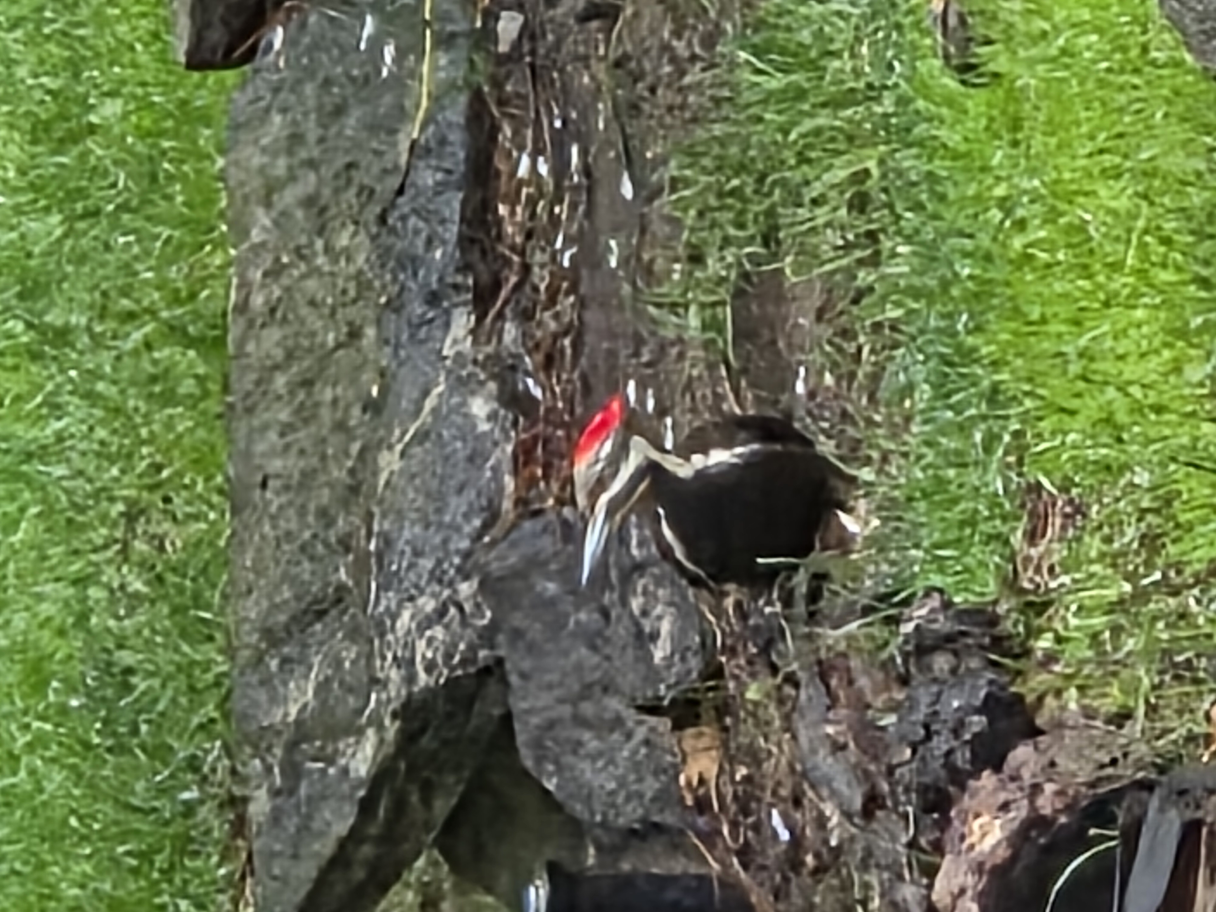 pileated woodpecker