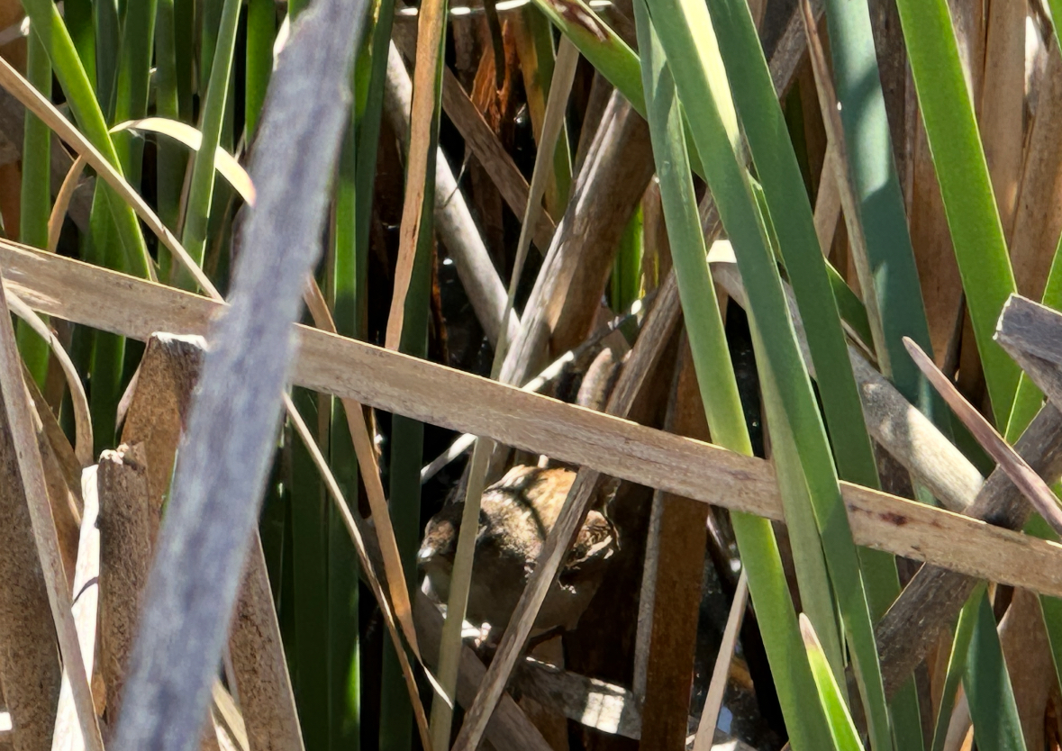 marsh wren