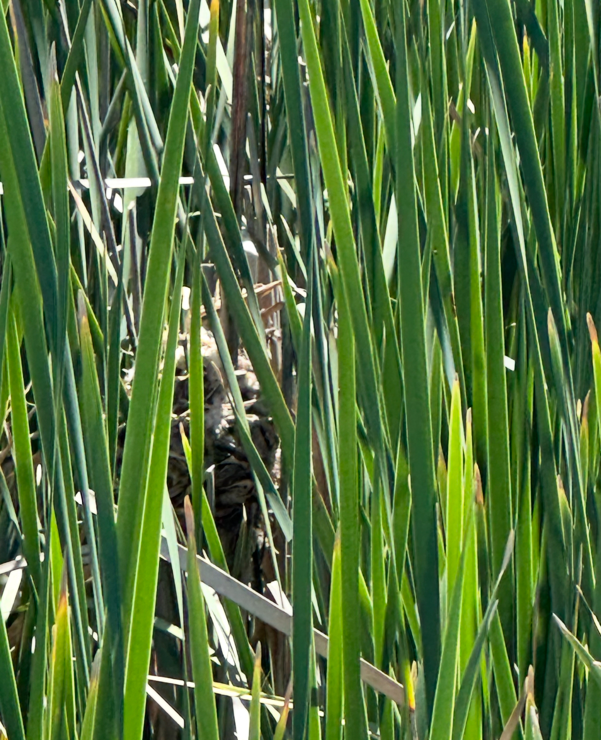 marsh wren nest