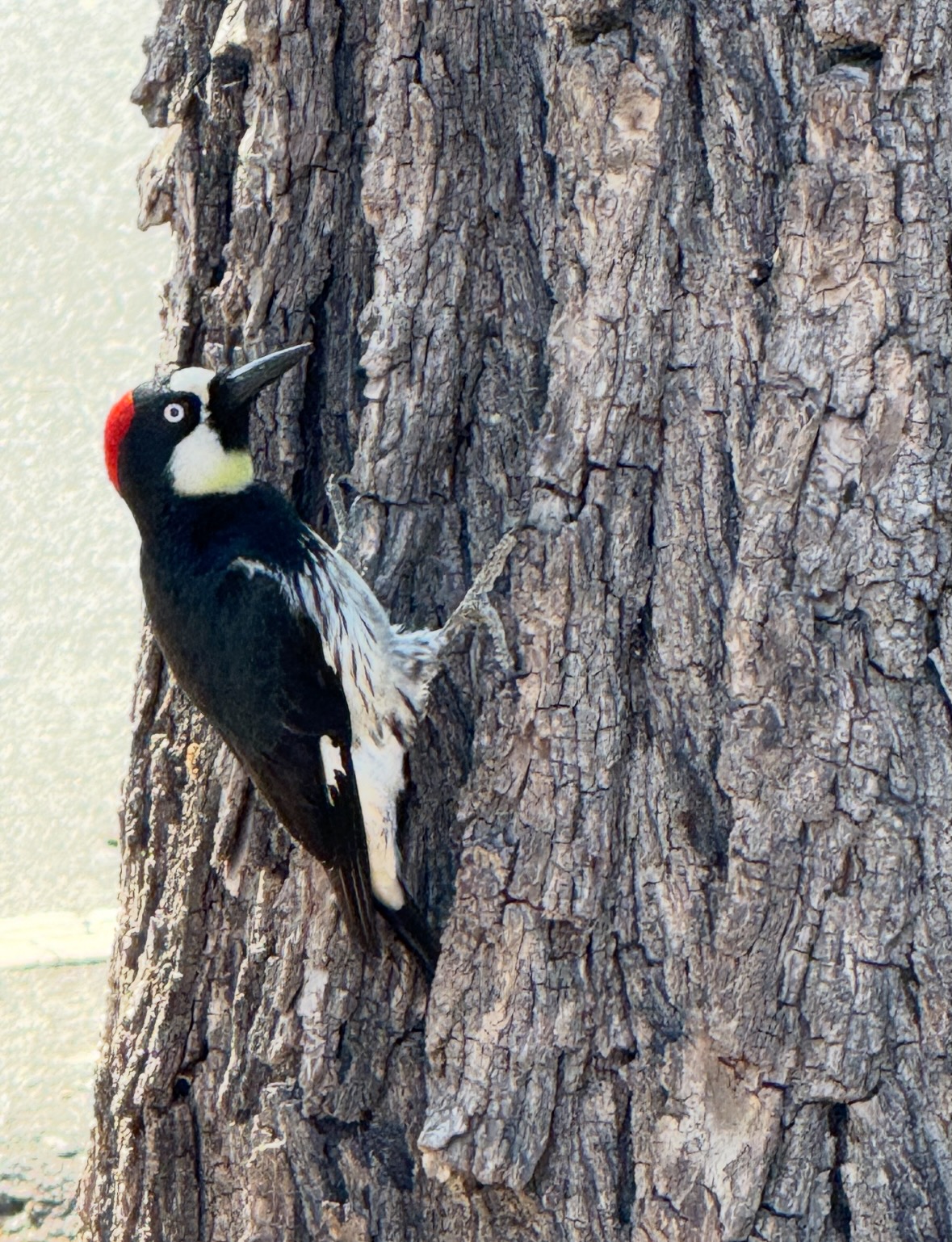 acorn woodpecker