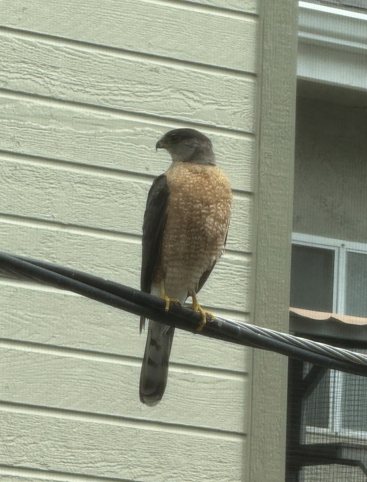 cooper's hawk