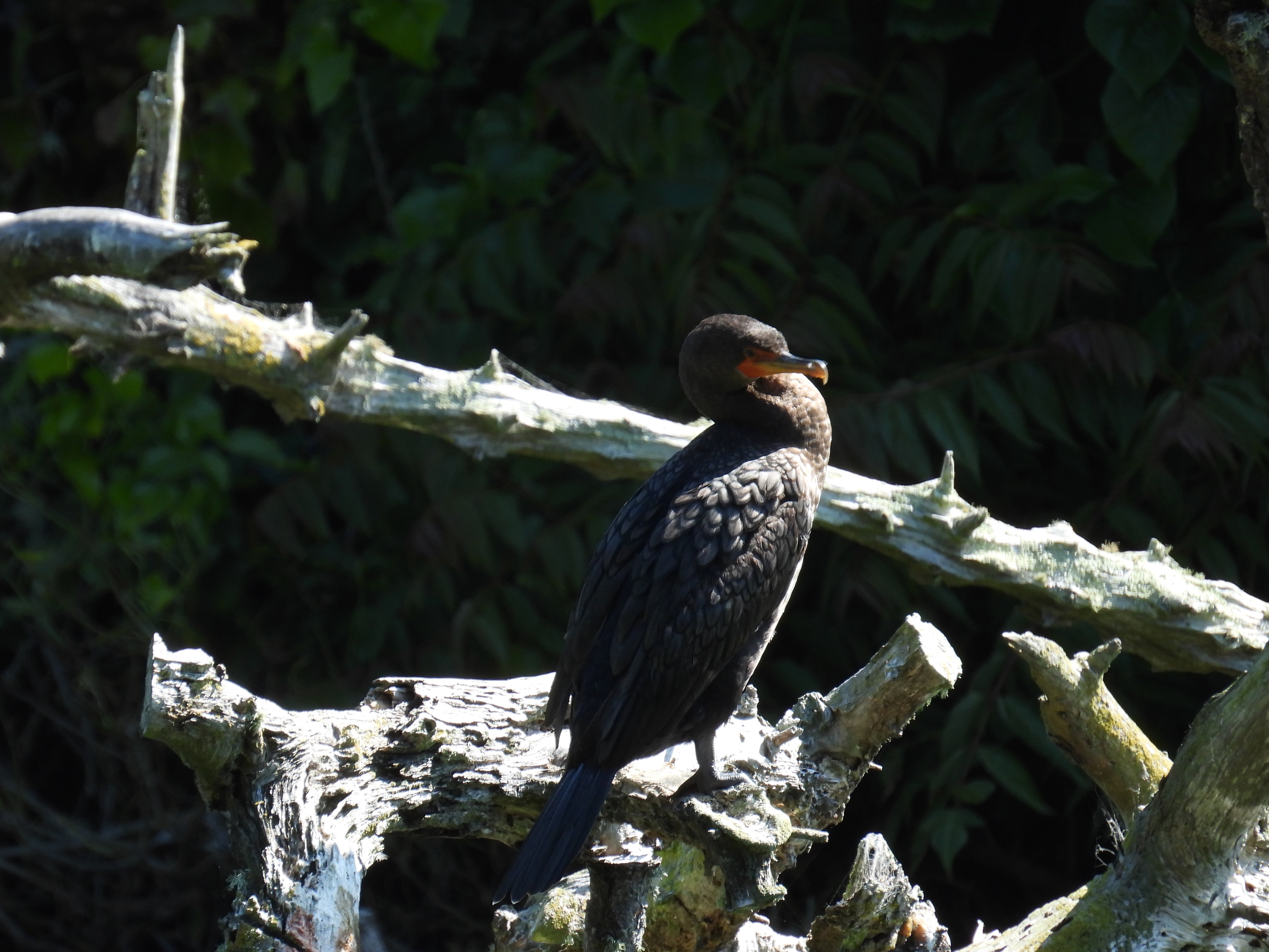 double-crested cormorant