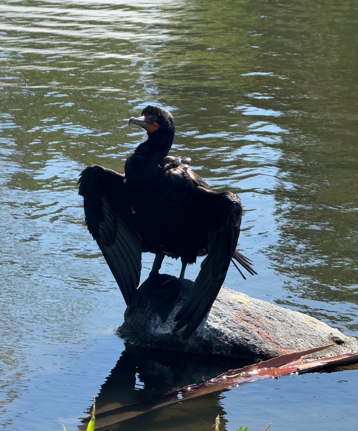 double-crested cormorant