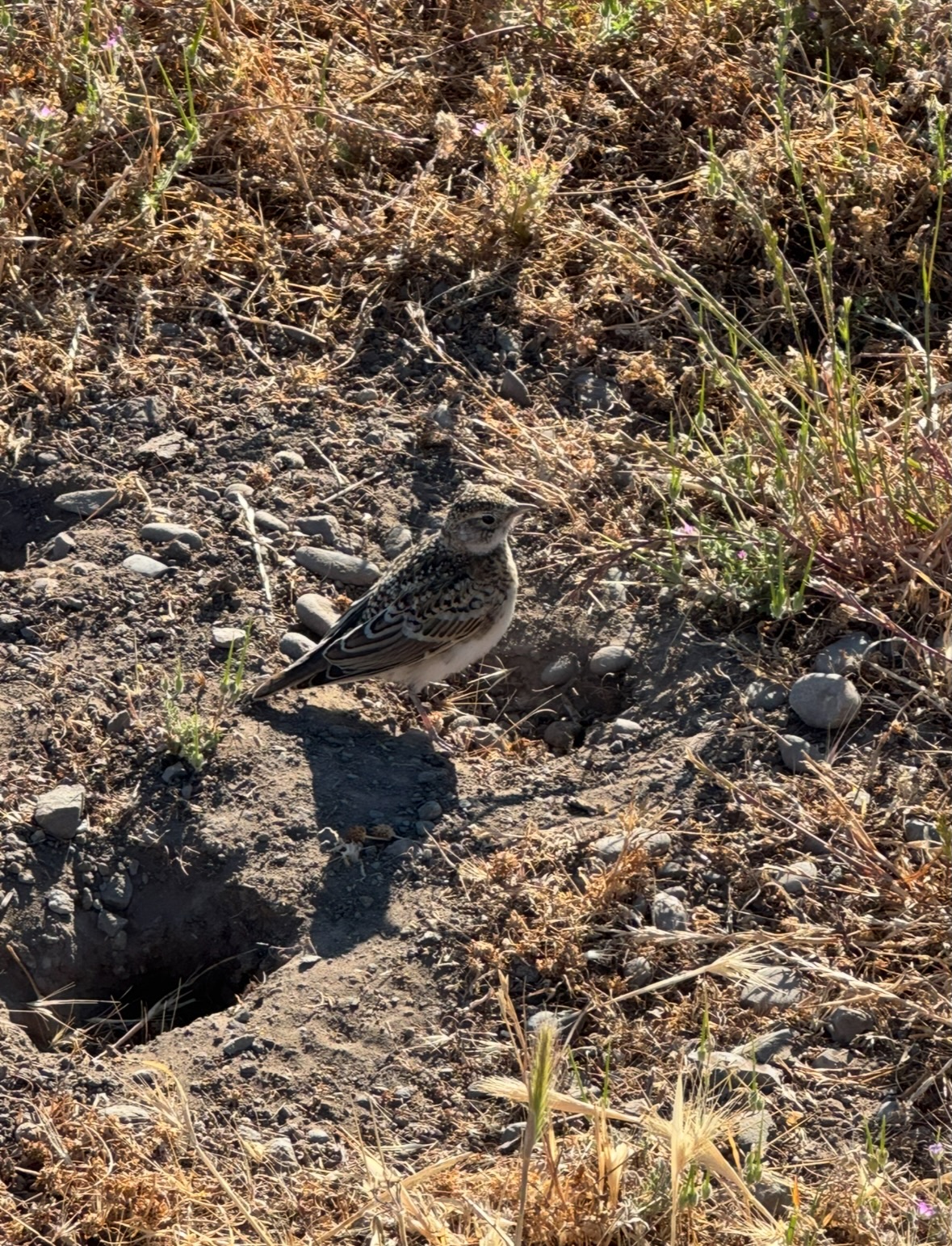 horned lark