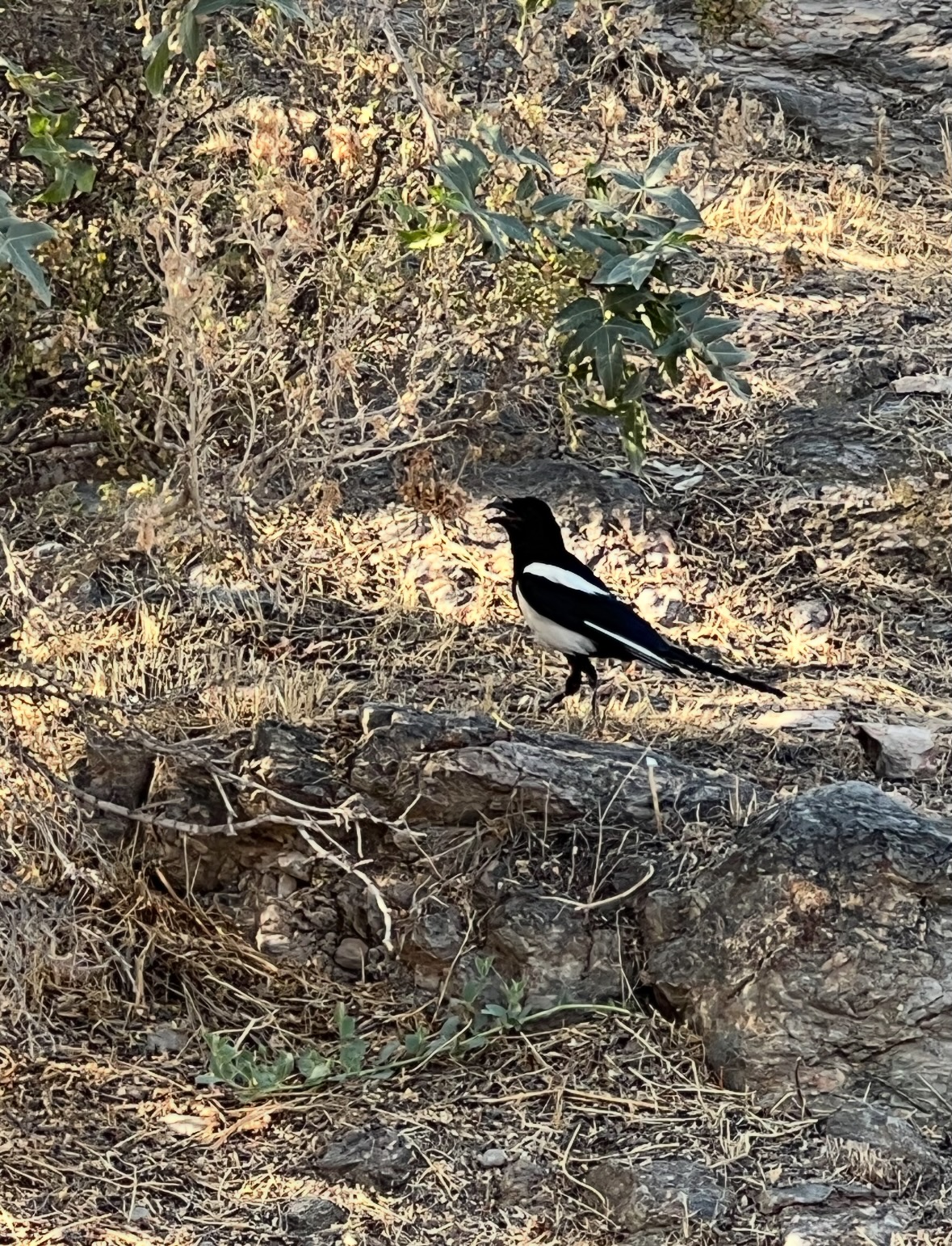 magpie