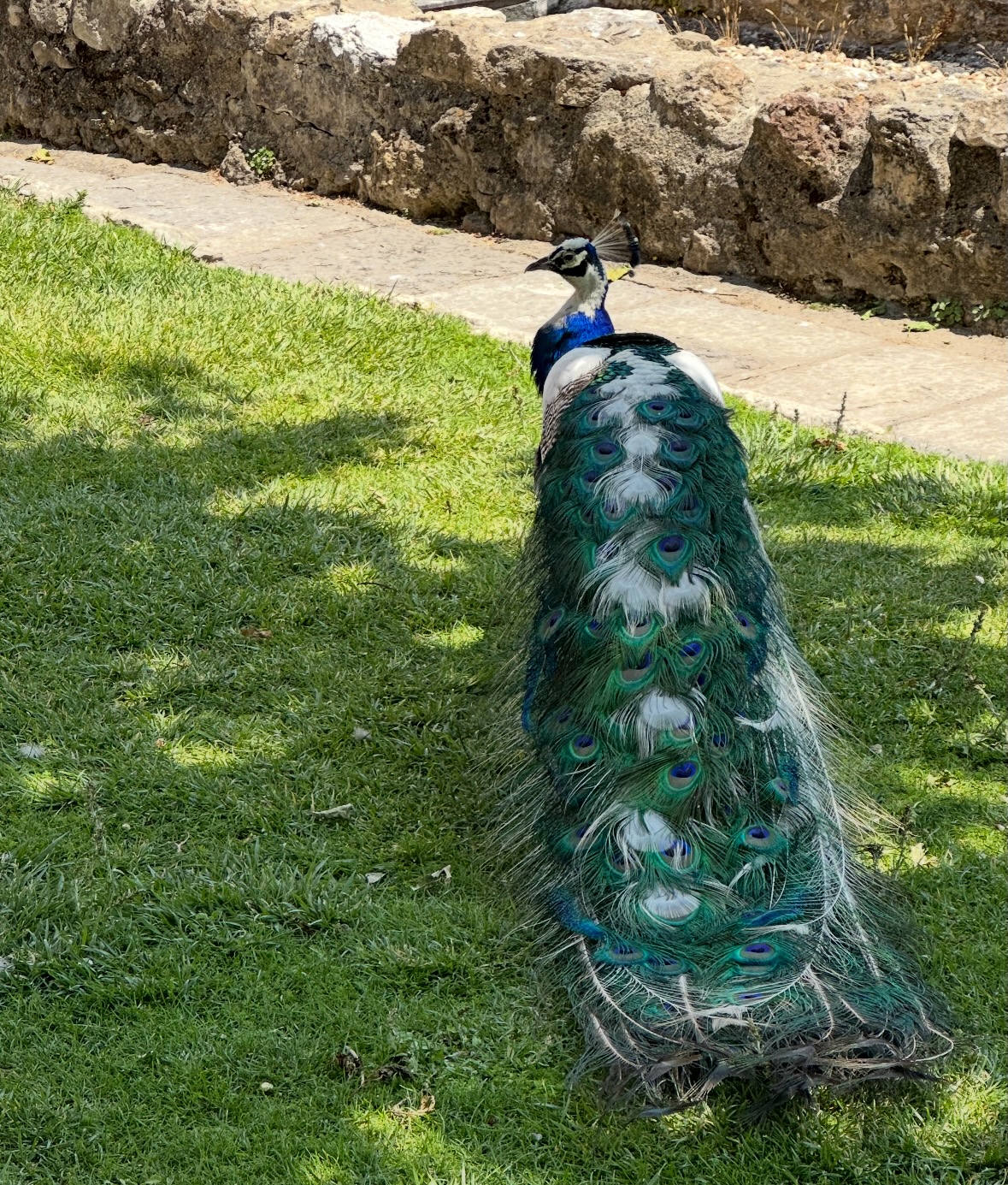 peacock