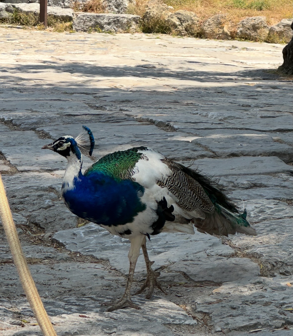 peacock