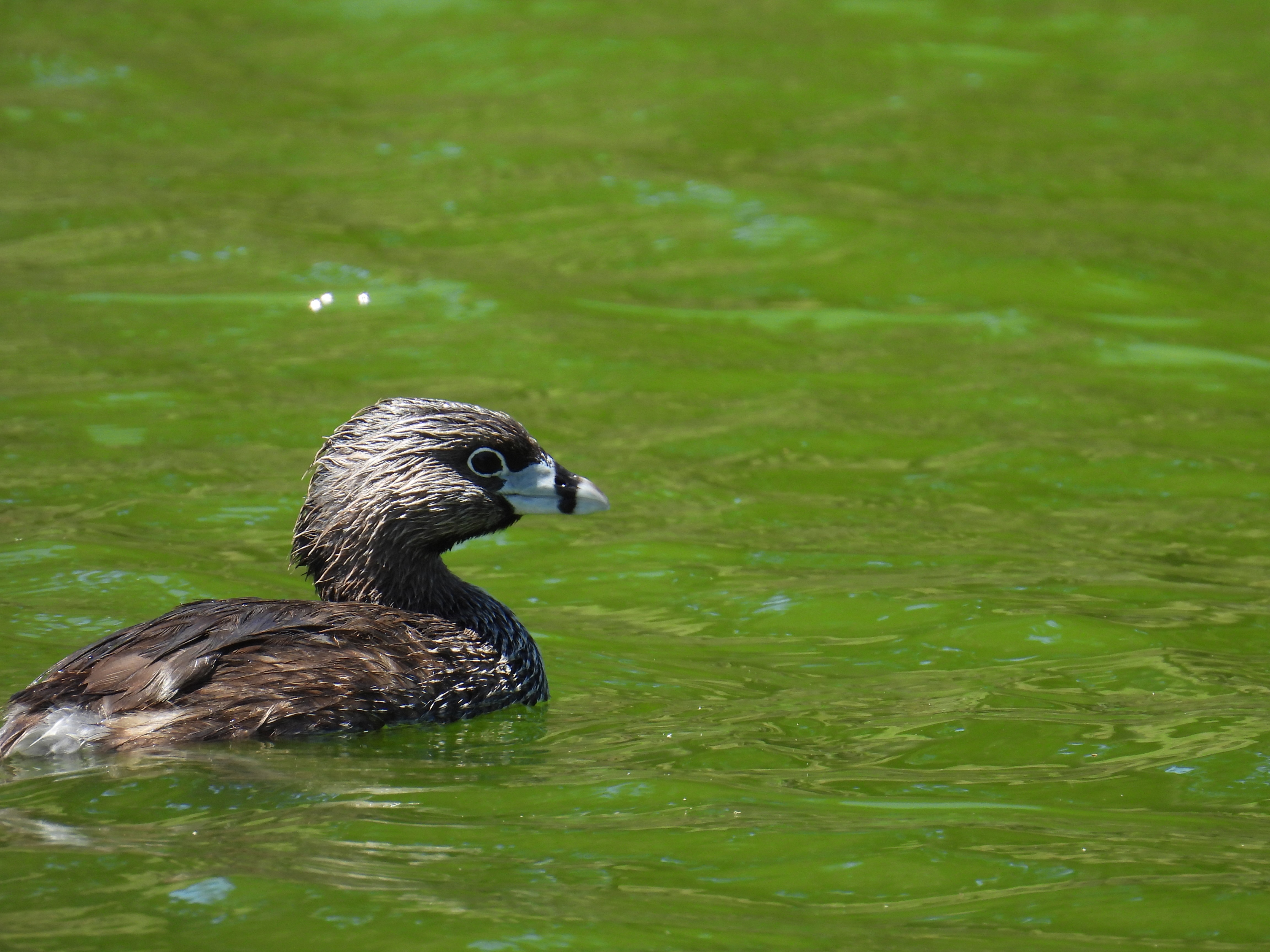 pied-billed grebe