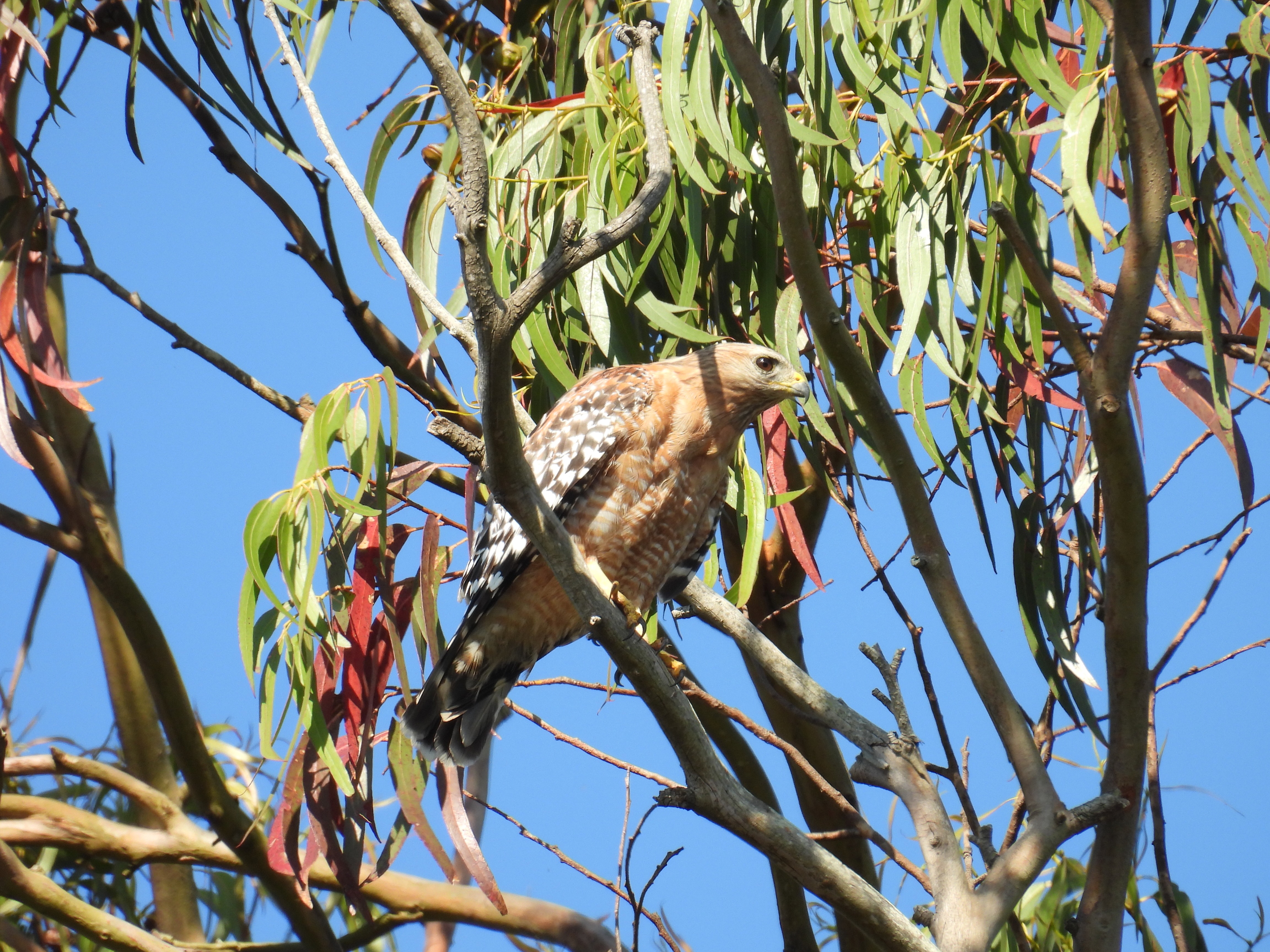 red shouldered hawk