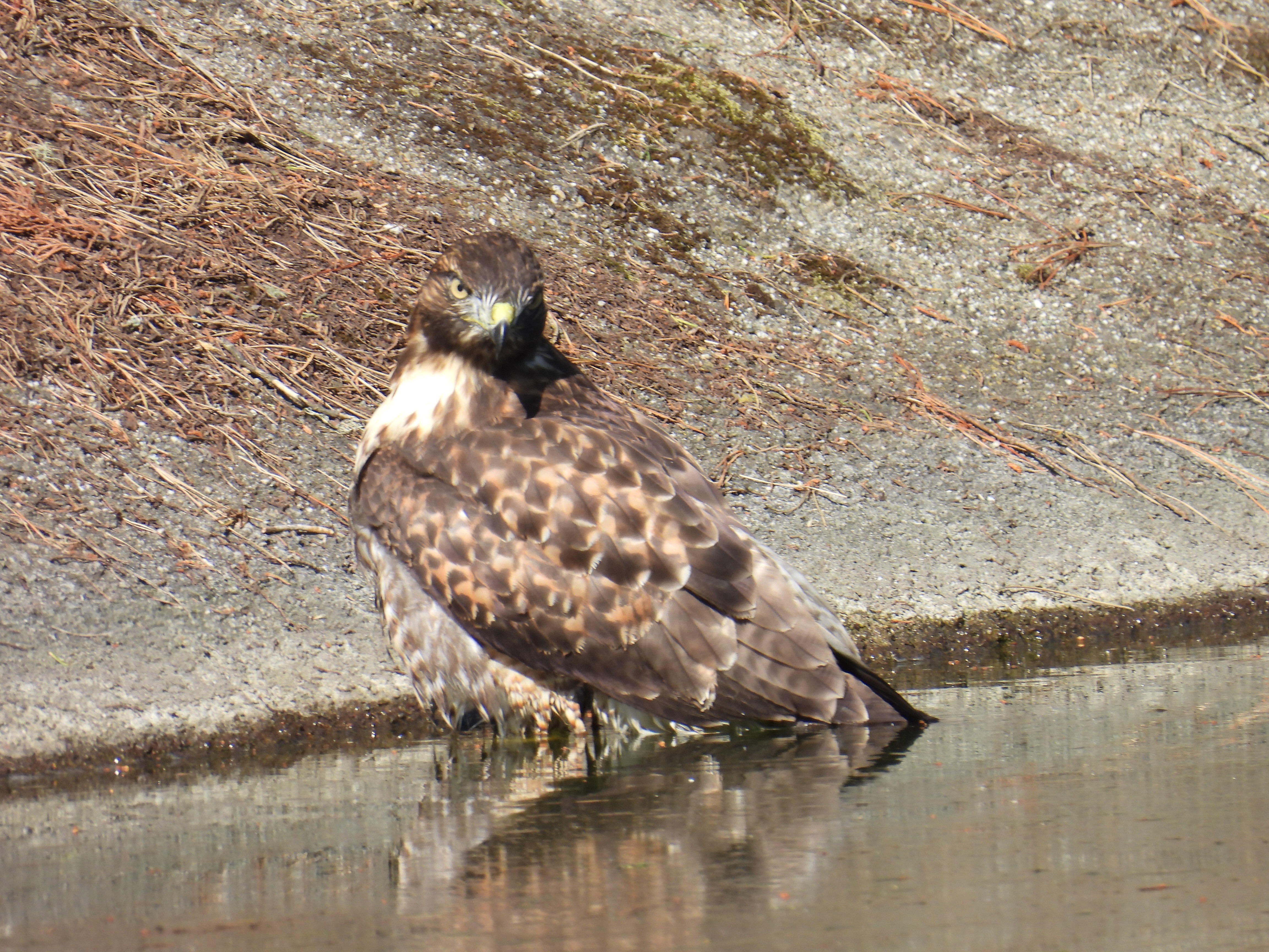 red-tailed hawk
