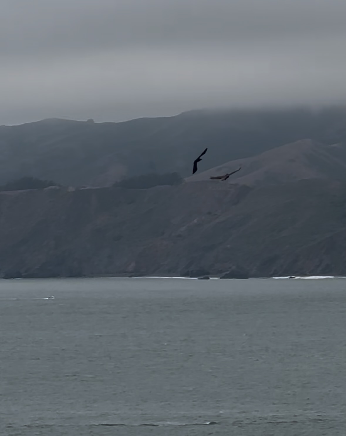 red-taled hawk and crow