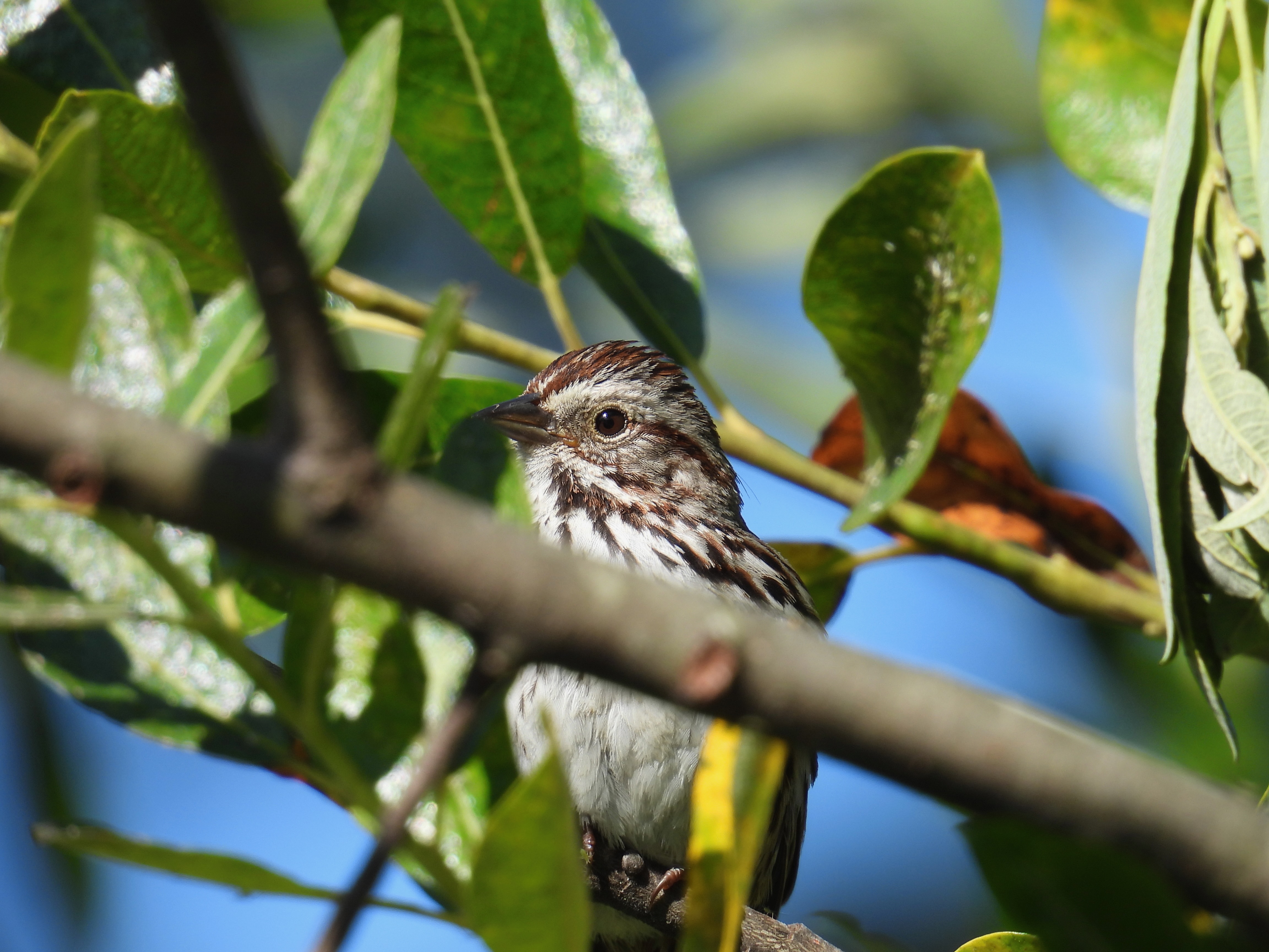 song sparrow