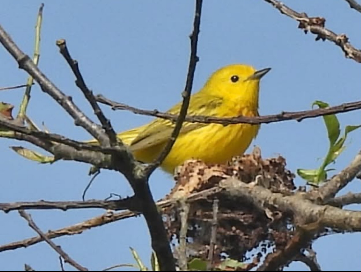 yellow warbler