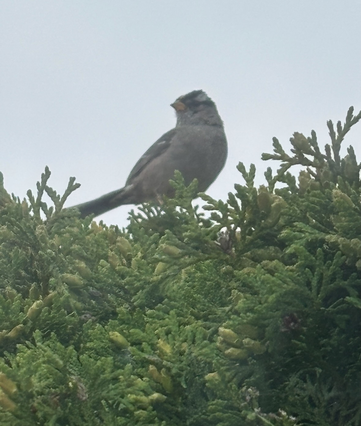 white-crowned sparrow