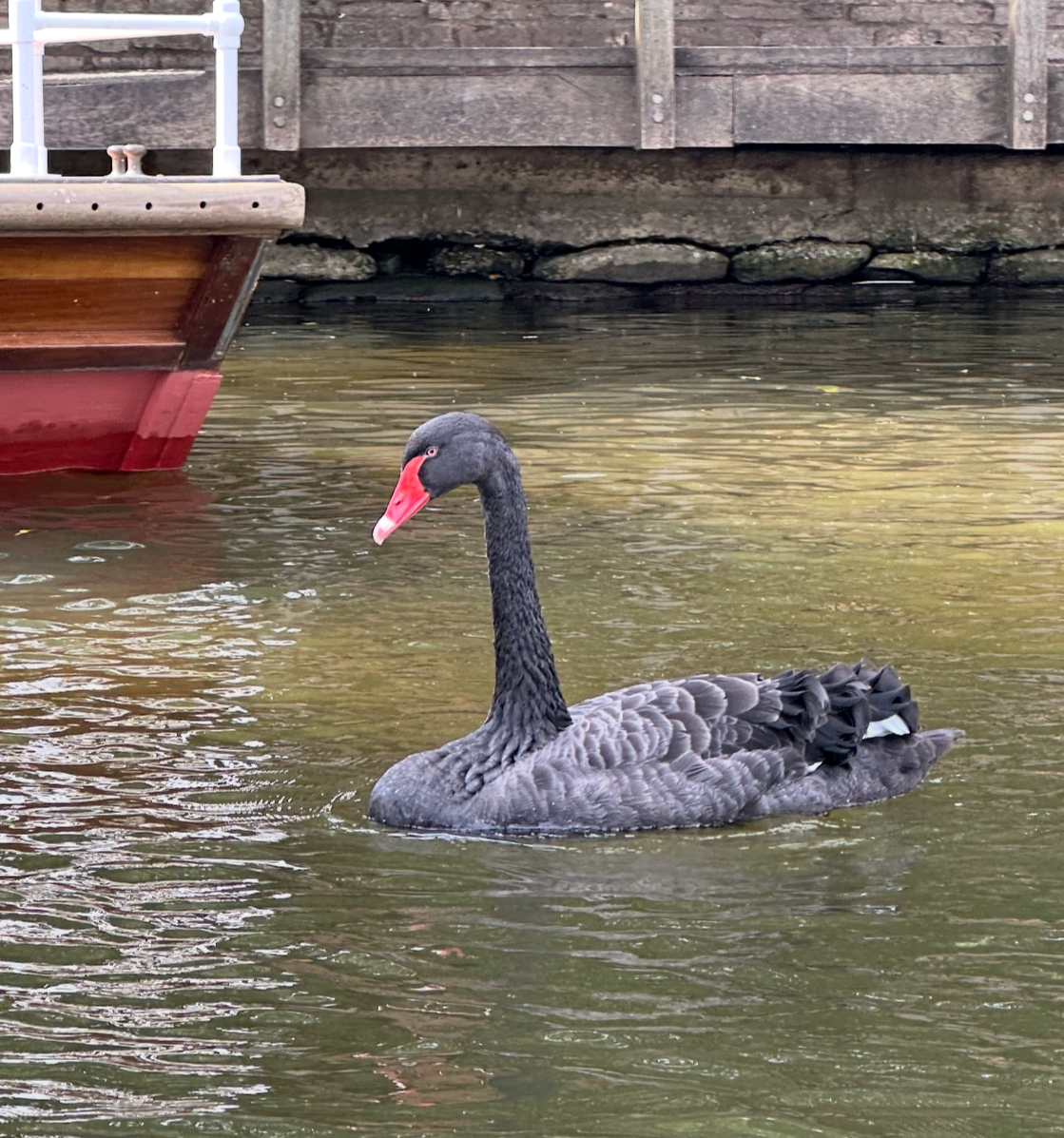 black swan