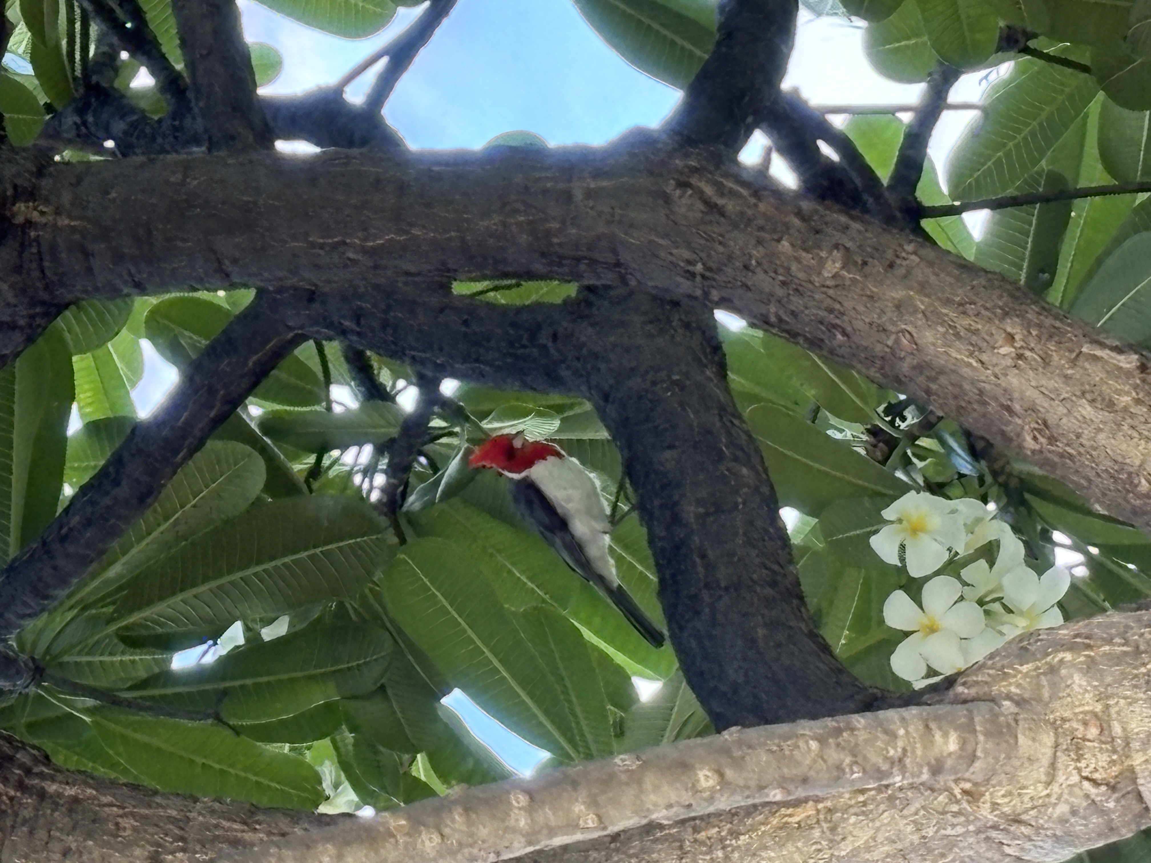 red-crested cardinal