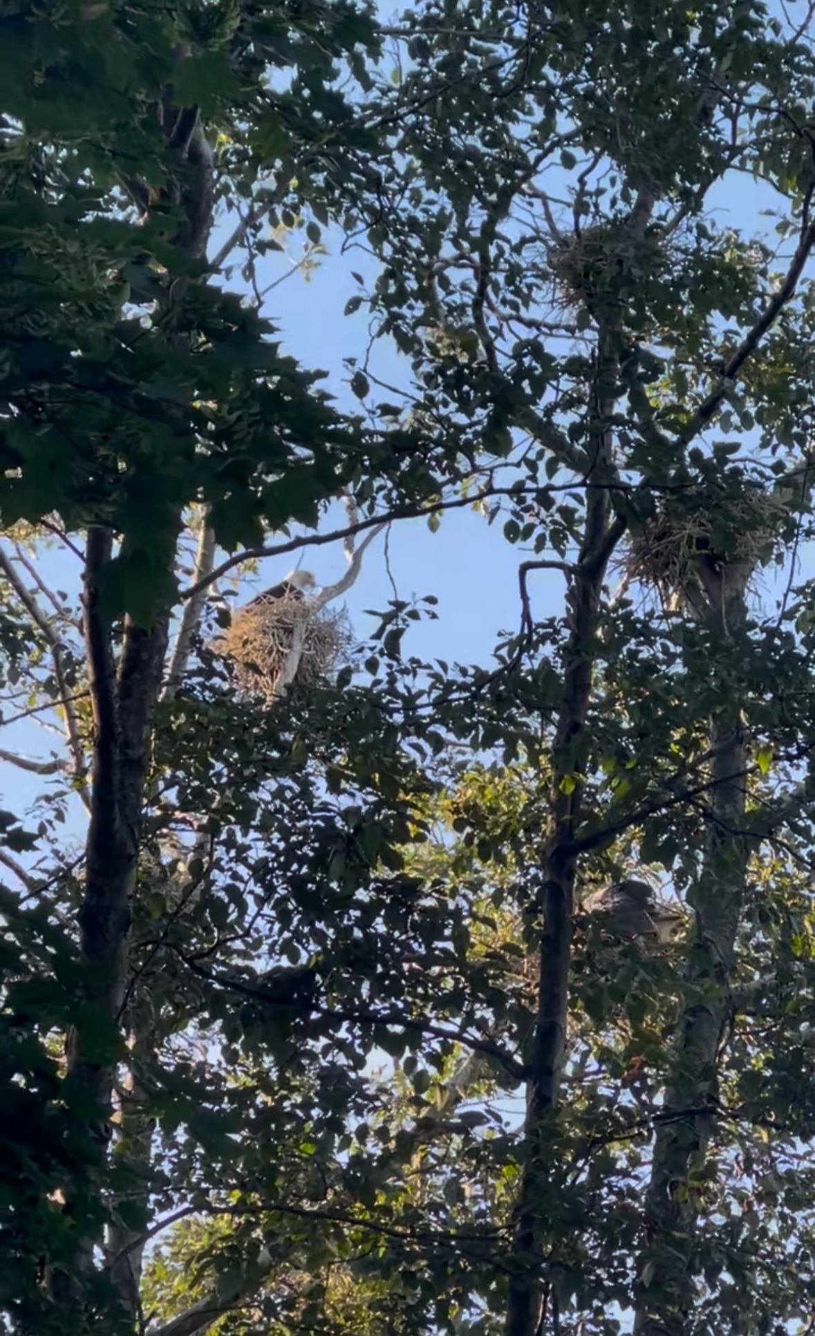 bald eagle and great blue heron