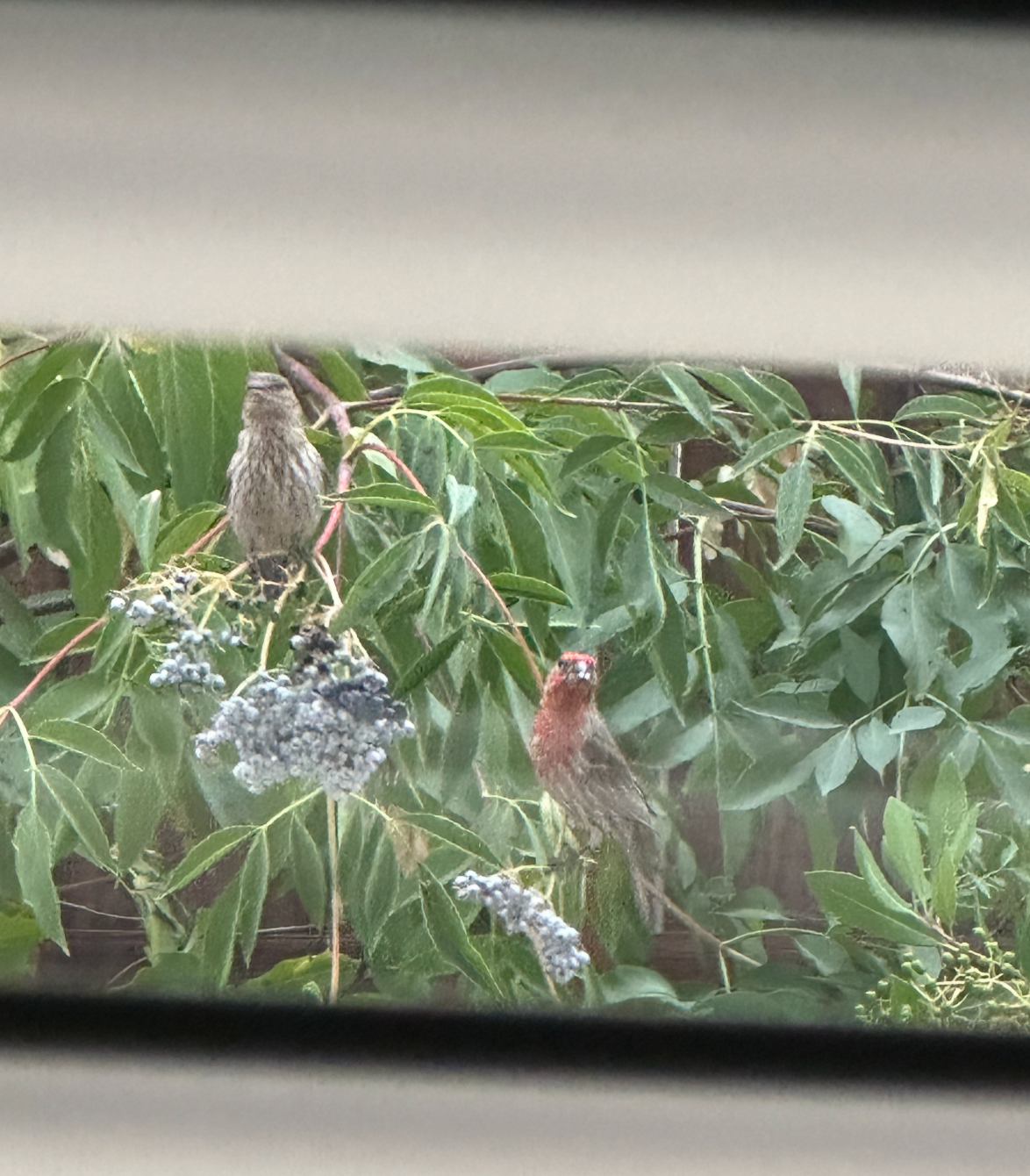 house finches