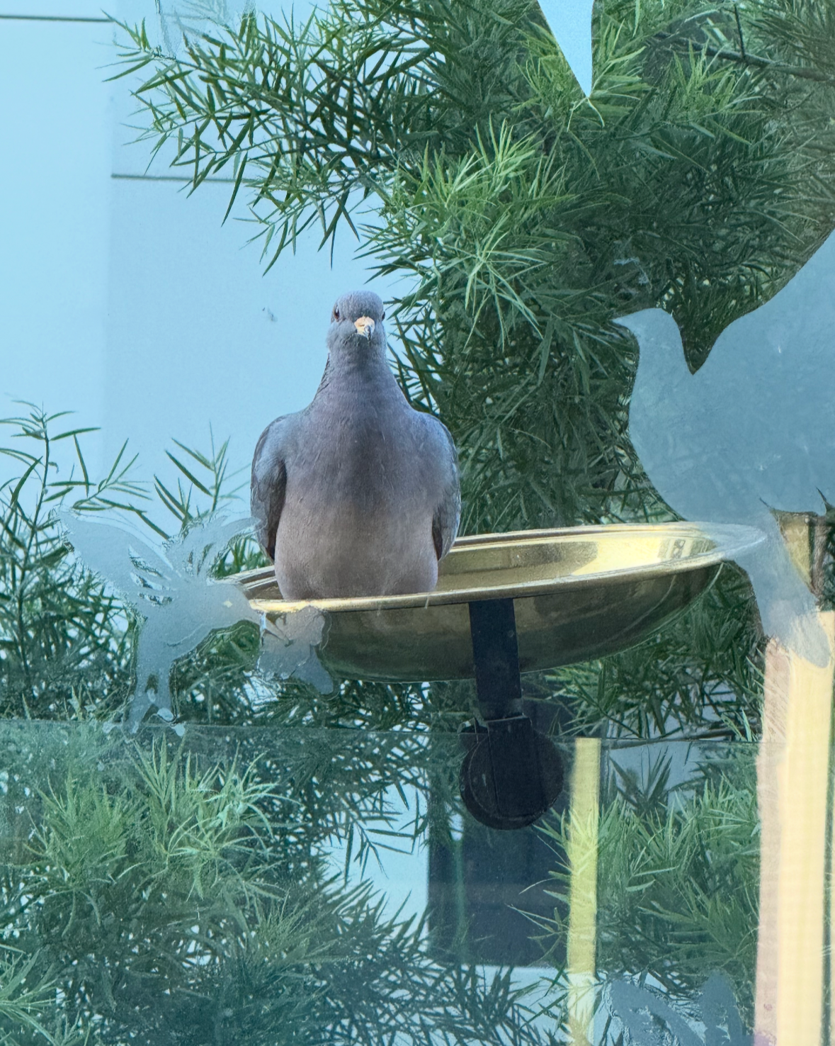 band-tailed pigeon