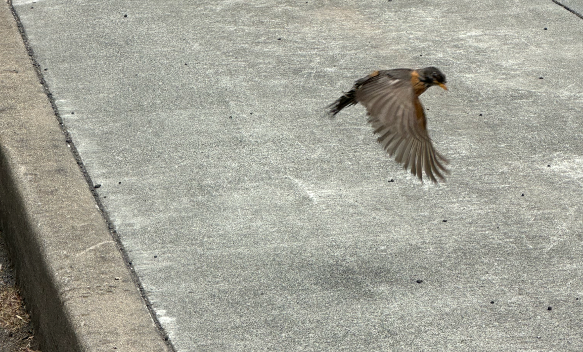 american robin