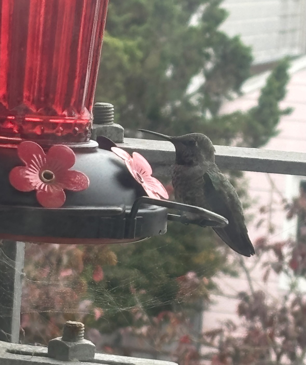 annas hummingbird