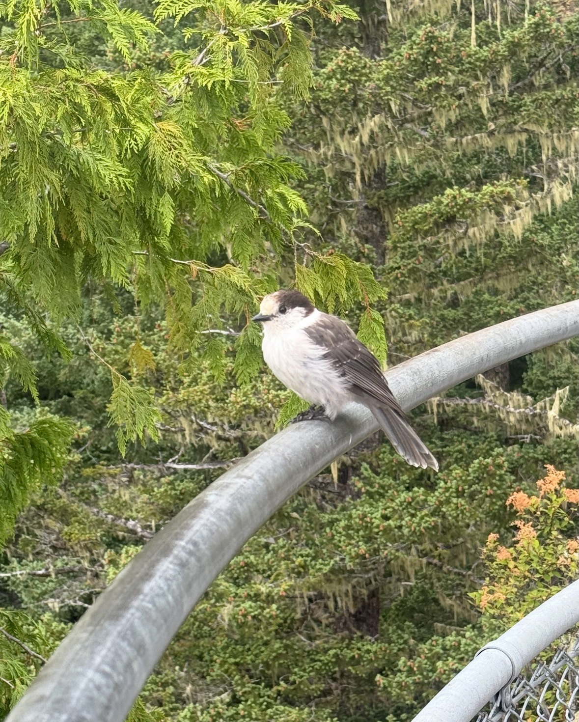 canada jay
